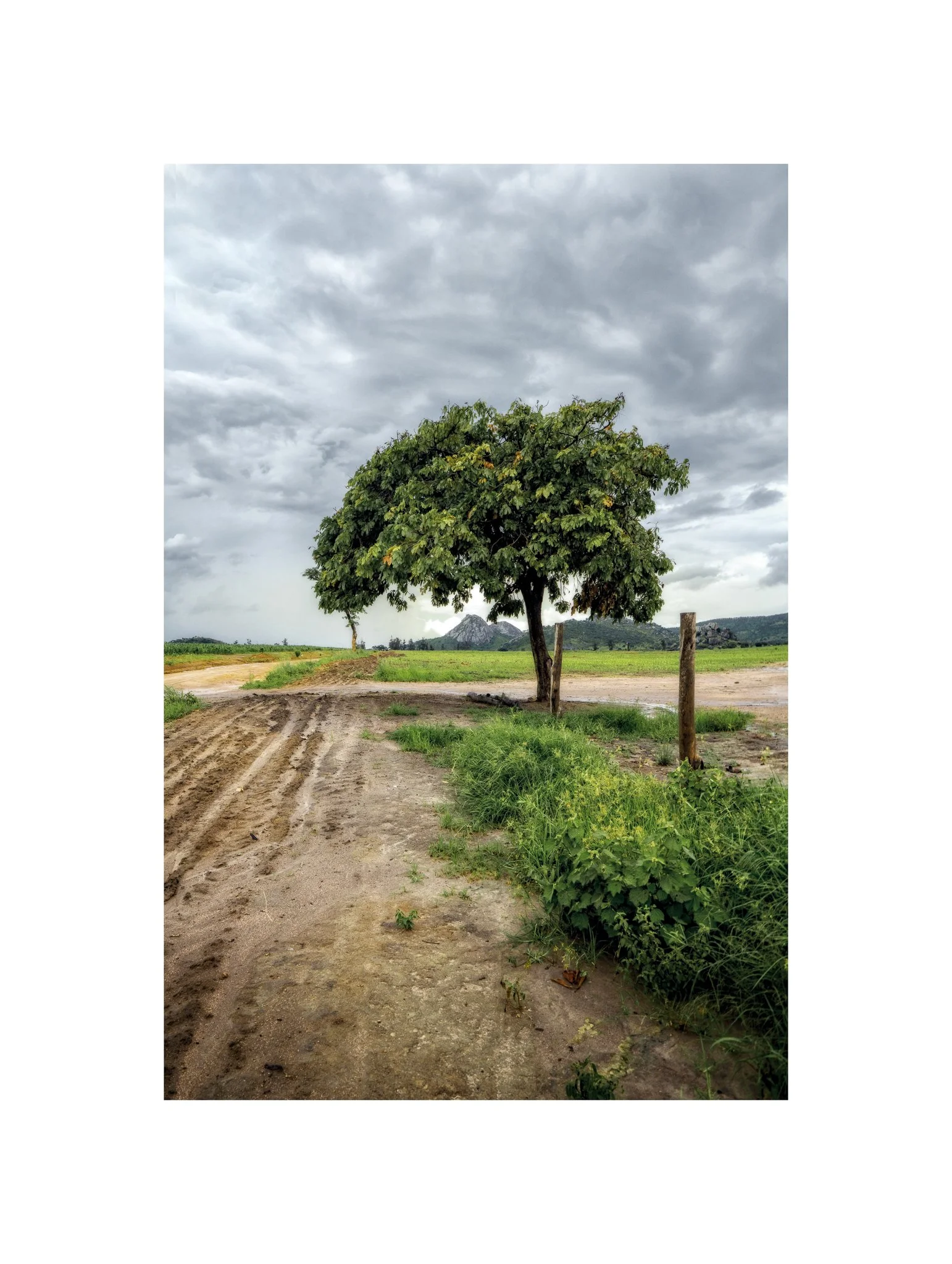 Angola - Engo (Árvore na Paisagem 08 B) (30x40)