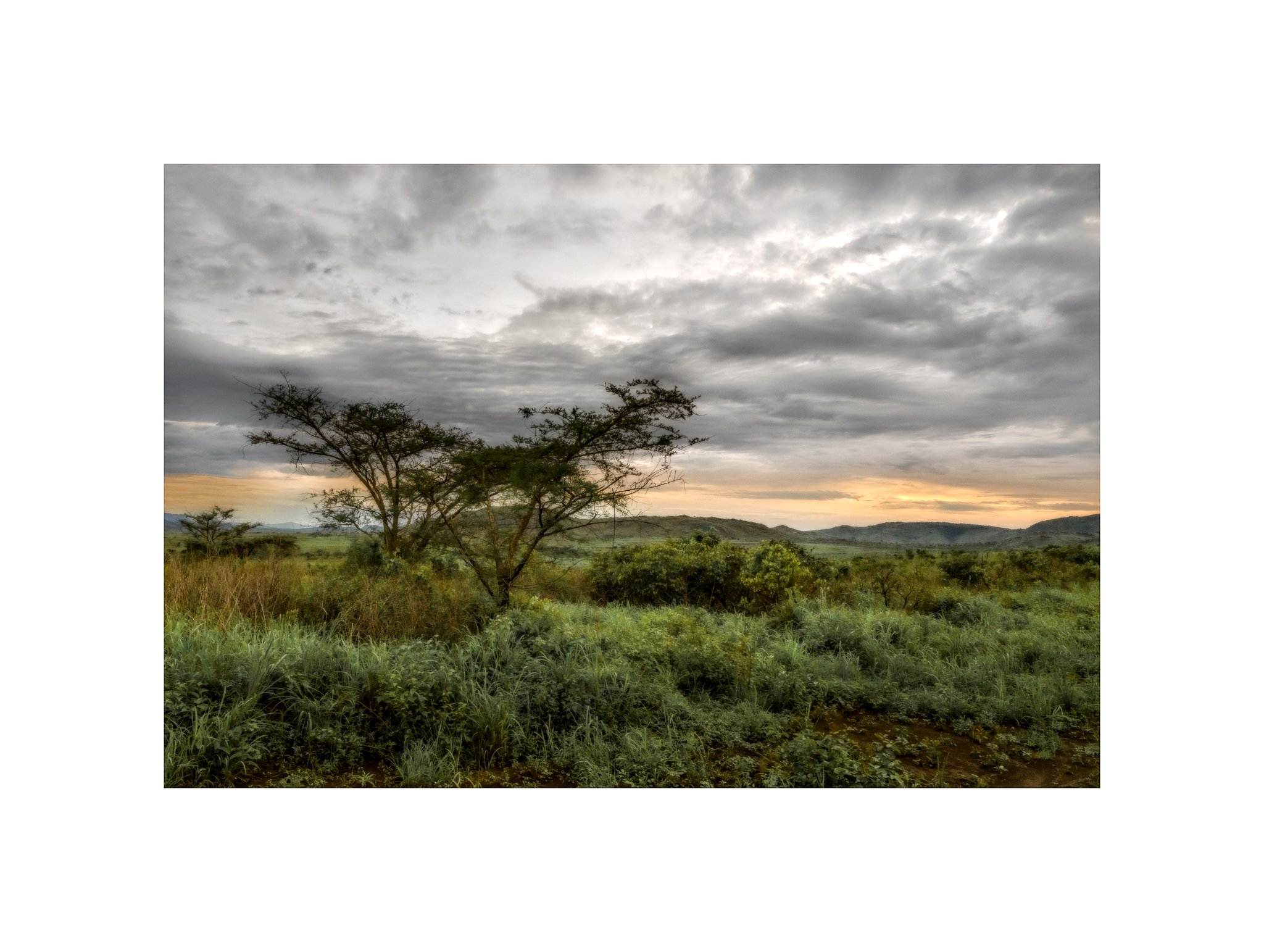Angola - Faz. Molundo (Árvore, Pôr do Sol 18) (30x40)