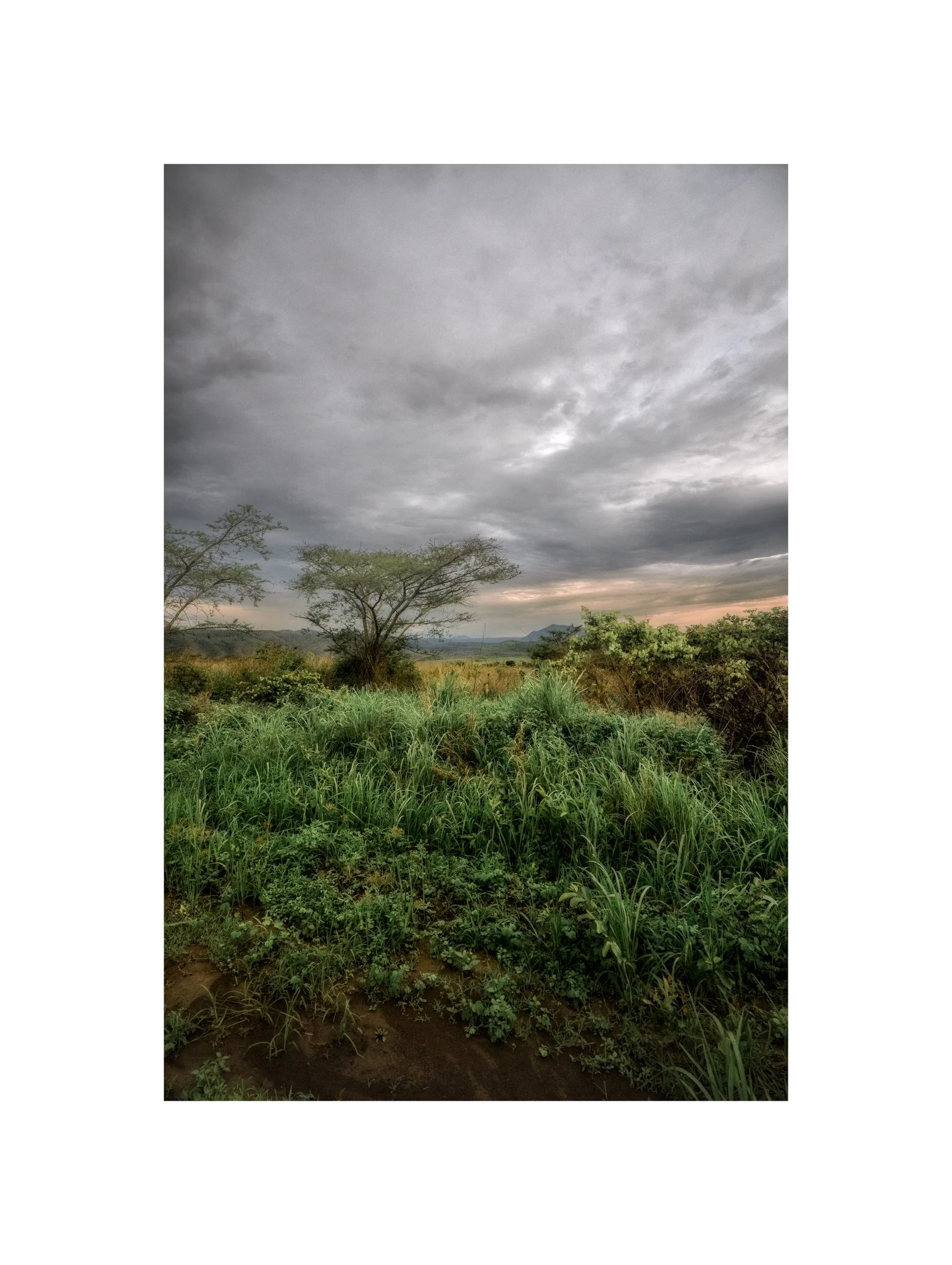 Angola - Faz. Molundo (Árvore, Pôr do Sol 18 B) (30x40)