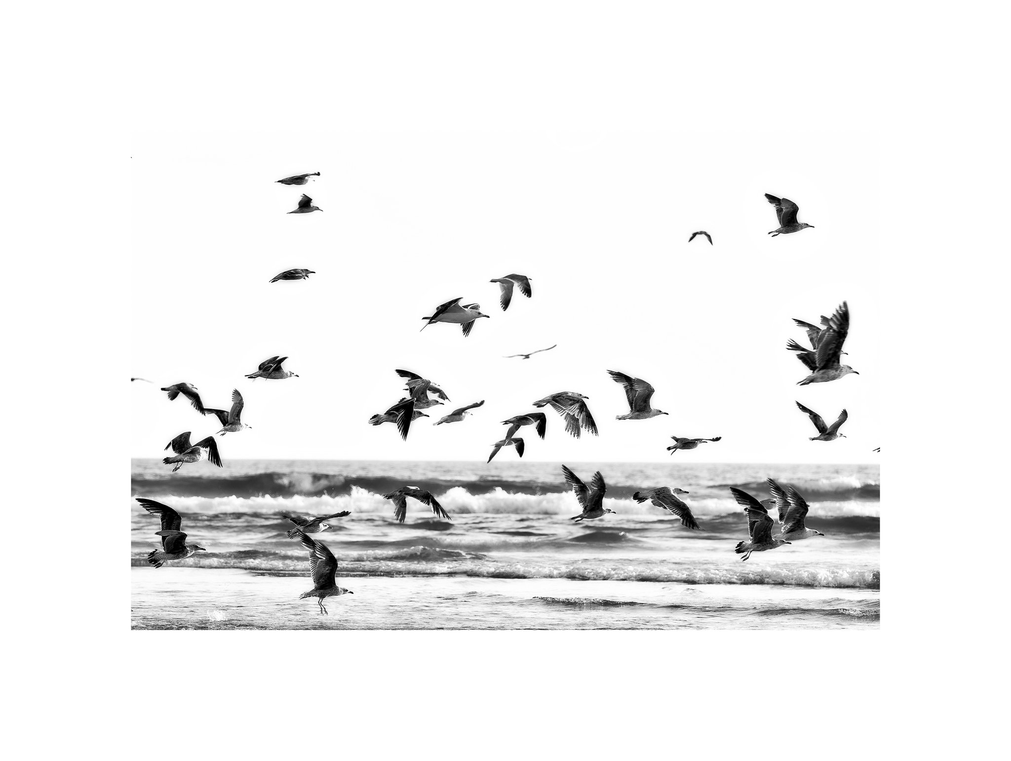 Costa da Caparica - (Gaivotas Voando 29 B) (30x40)
