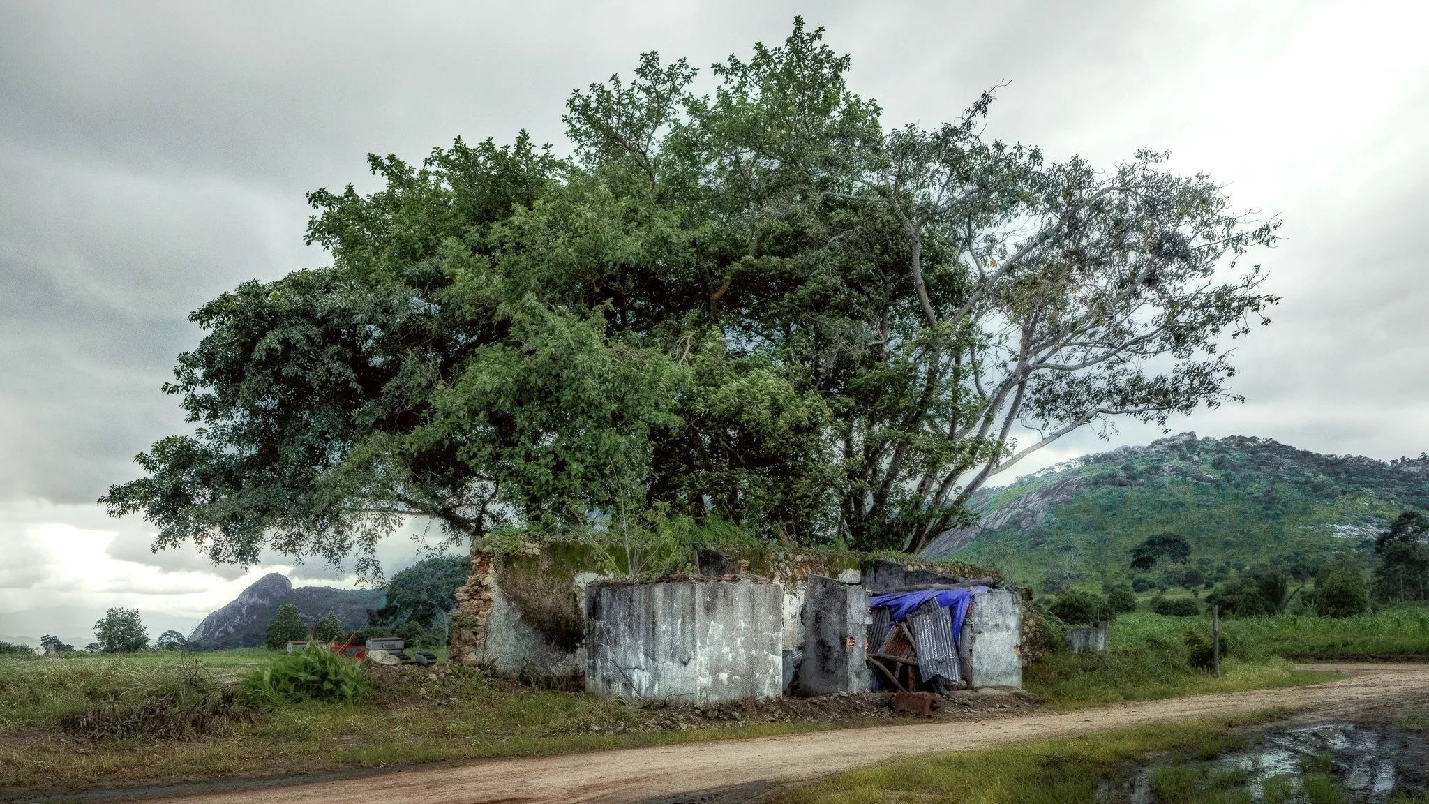 19112023Ebo, Engo, Faz. Magalhães0115-Editar-3.jpg