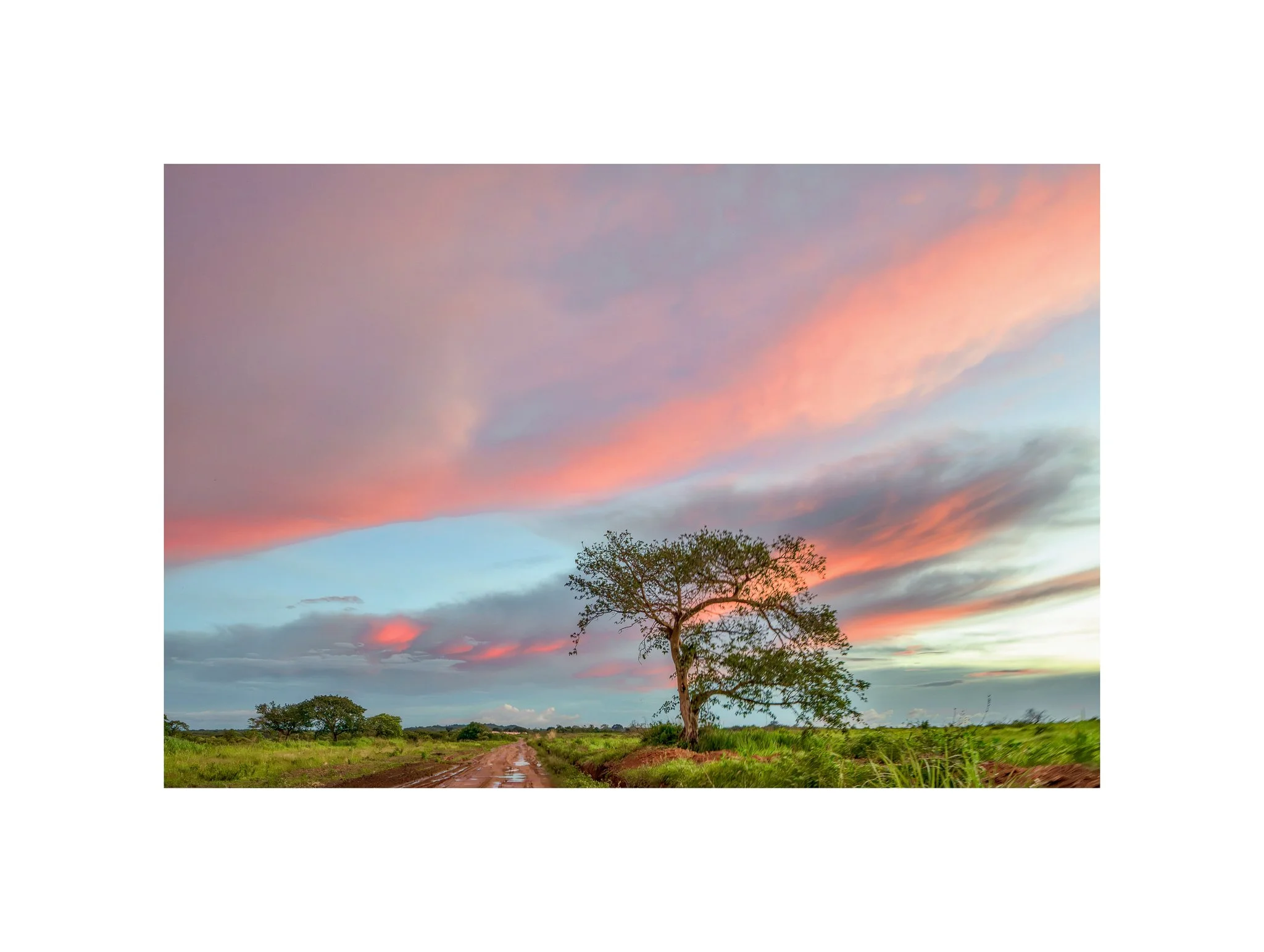 Angola - Faz. Kanduma (Céu Rosa 30) (30x40)