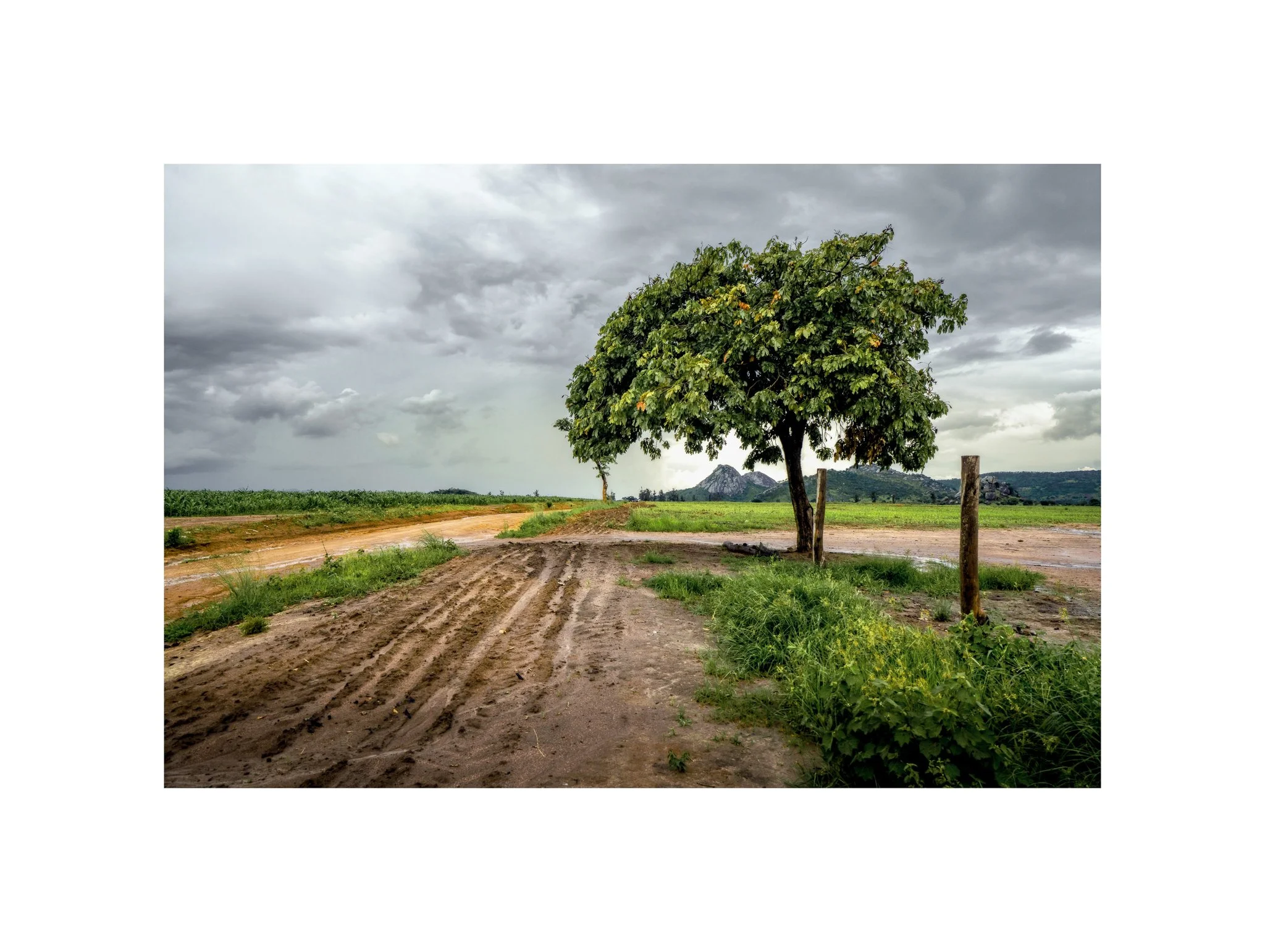 Angola - Engo (Árvore na Paisagem 08) (30x40)