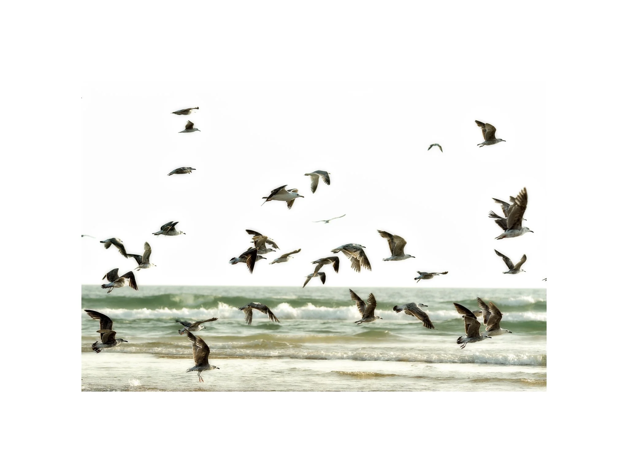 Costa da Caparica - (Gaivotas Voando 29 B) (30x40)