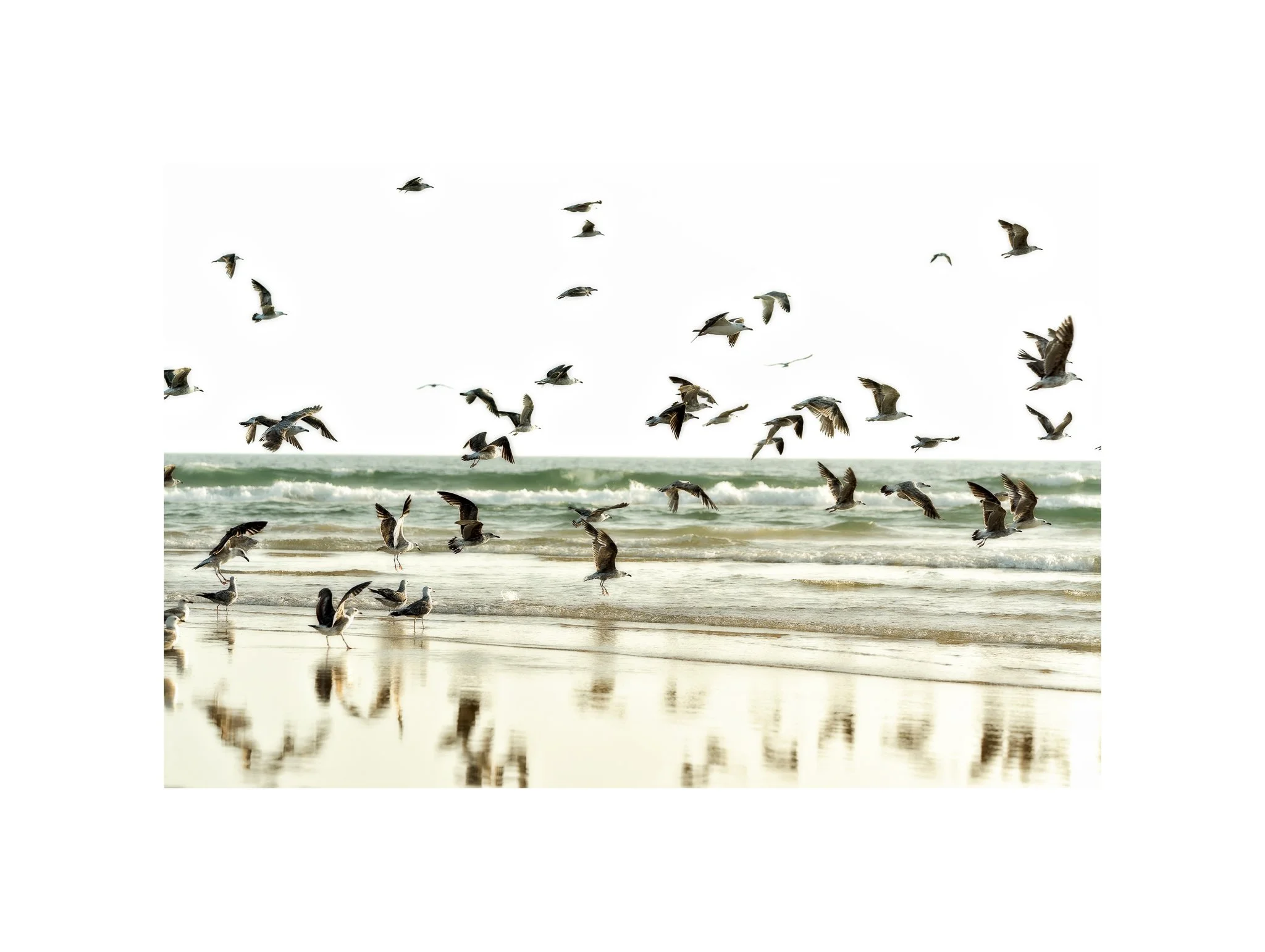 Costa da Caparica - (Gaivotas Voando 29) (30x40)