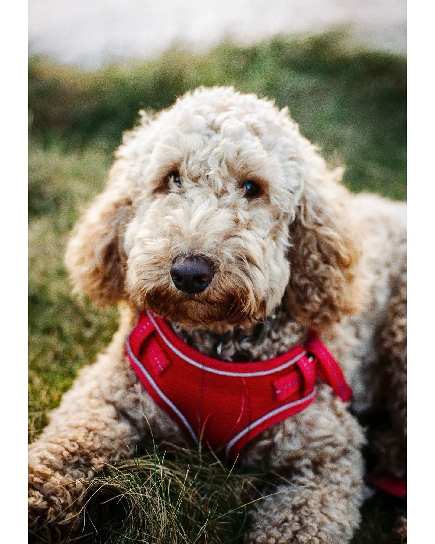 Bryn still hasn&rsquo;t figured out posing 🐶
1 year of having the best dog in the world ❤️

Canon AV-1|50mm F1.4|Kodak Ultramax 400