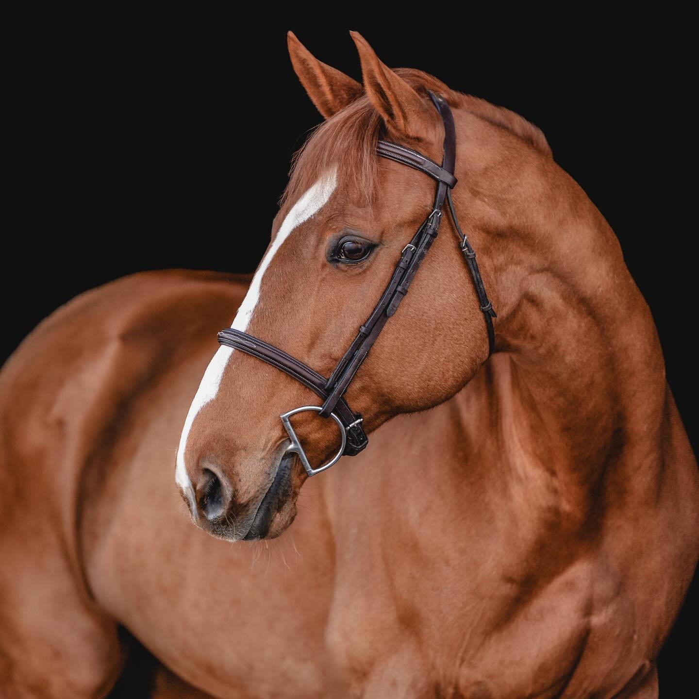 🐴
.
.
.
#equestrainphotographer #equineportrait #horsephotographer #equinephotography #equestrianlife