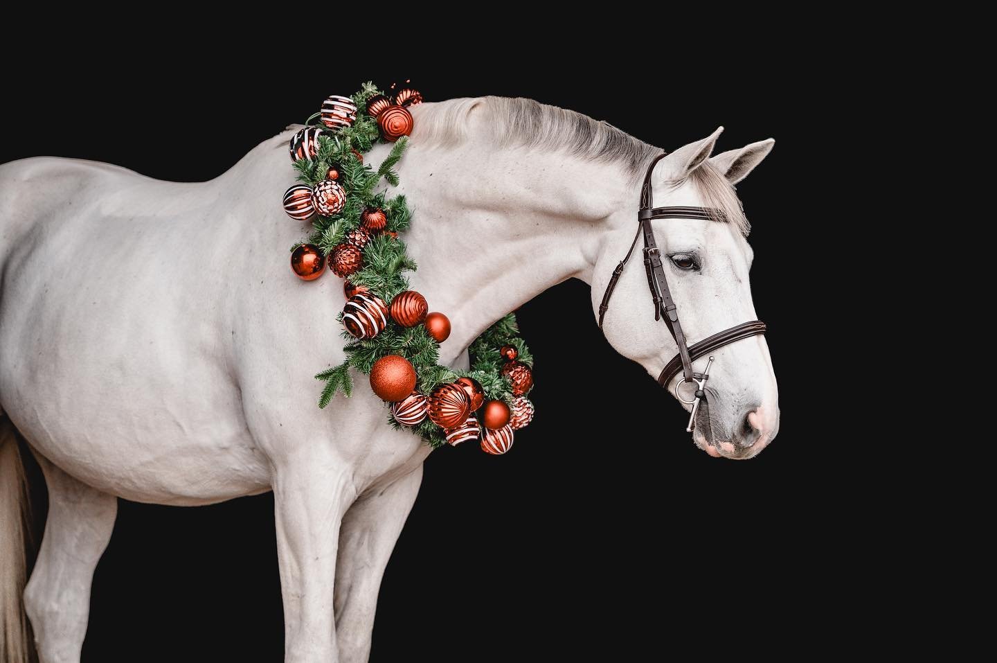Merry Christmas Eve ! 🎄
.
.
.
#equestrianlife #horsephotographer #equinephotography #horsephotography #equestrianlifestyle