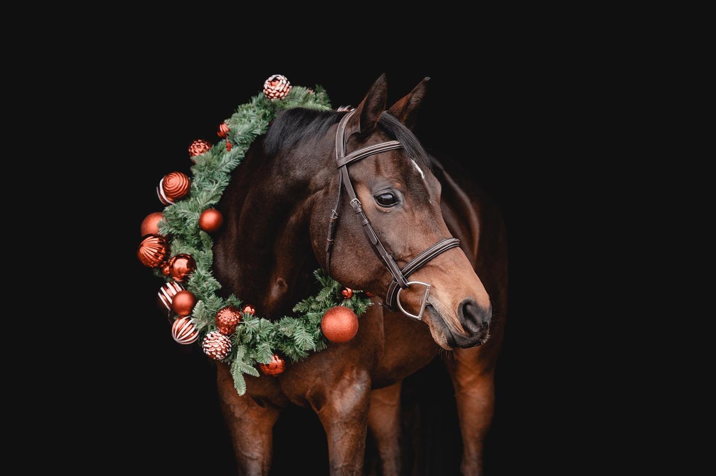🎄🌲✨
.
.
.
#equestrainphotography #horsephotographer #equinephotographer #equinephotography #christmasphotos #holidayphotos #equestrianlife
