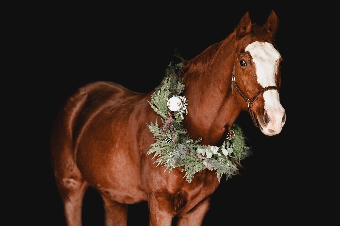 Festive ponies are my favorite ponies 🎄🎄
.
.
#horsephotographer #equestrainphotography #wreathphotography