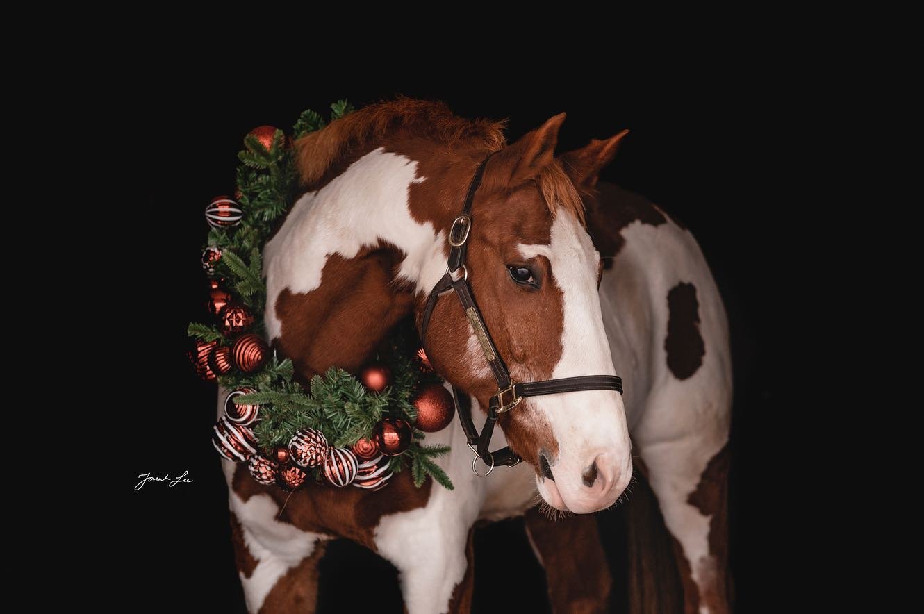 It&rsquo;s that time of year again 🎄I will be booking wreath mini sessions for the beginning of November! 
.
Barn discounts available 
.
.
.
#equestrainlife #horsephotographer #equinephotography #horsephotographer