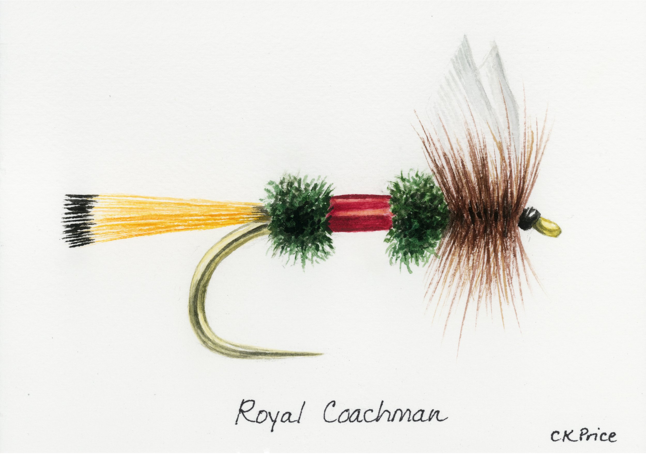 Royal Coachman.jpg