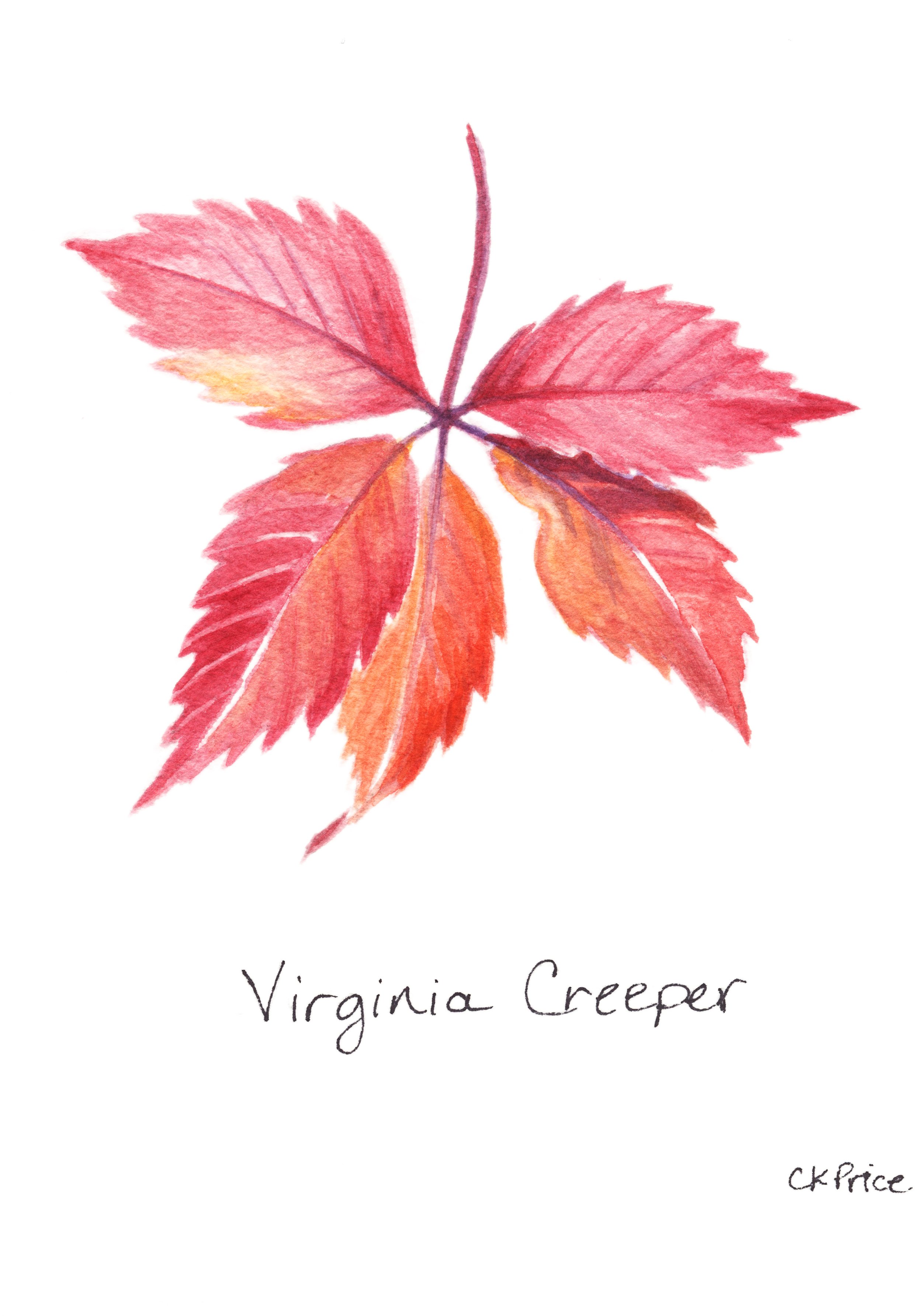 Virginia Creeper.jpg