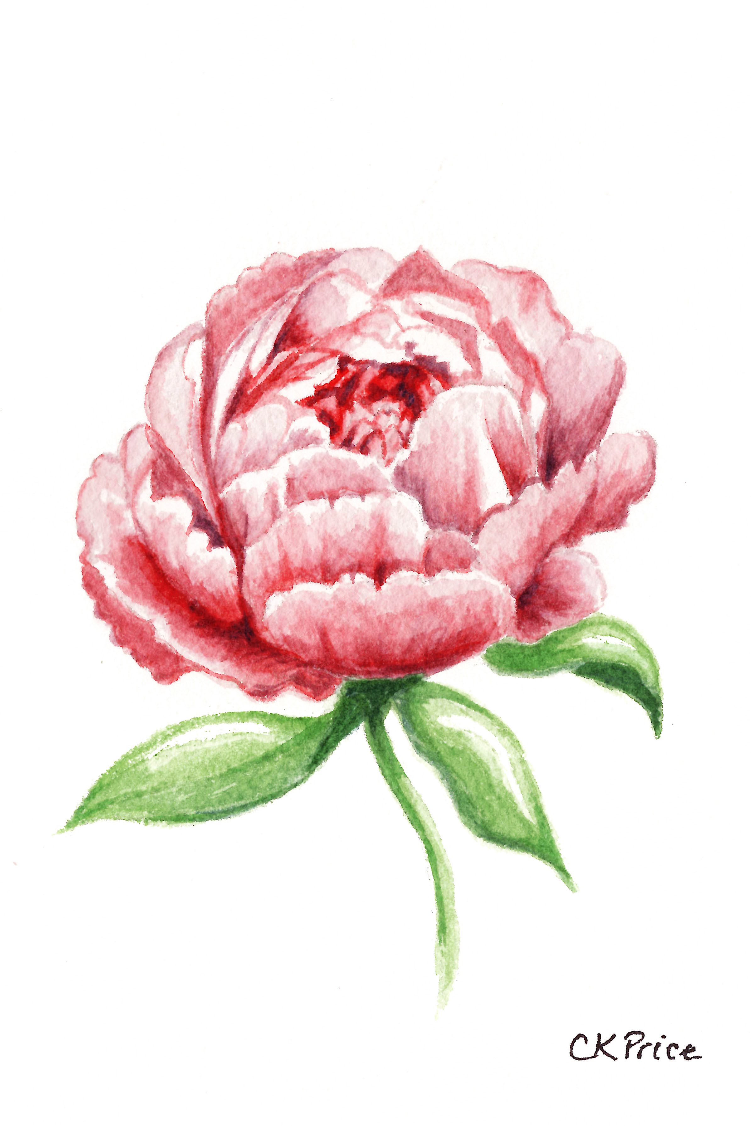 Pink Peony