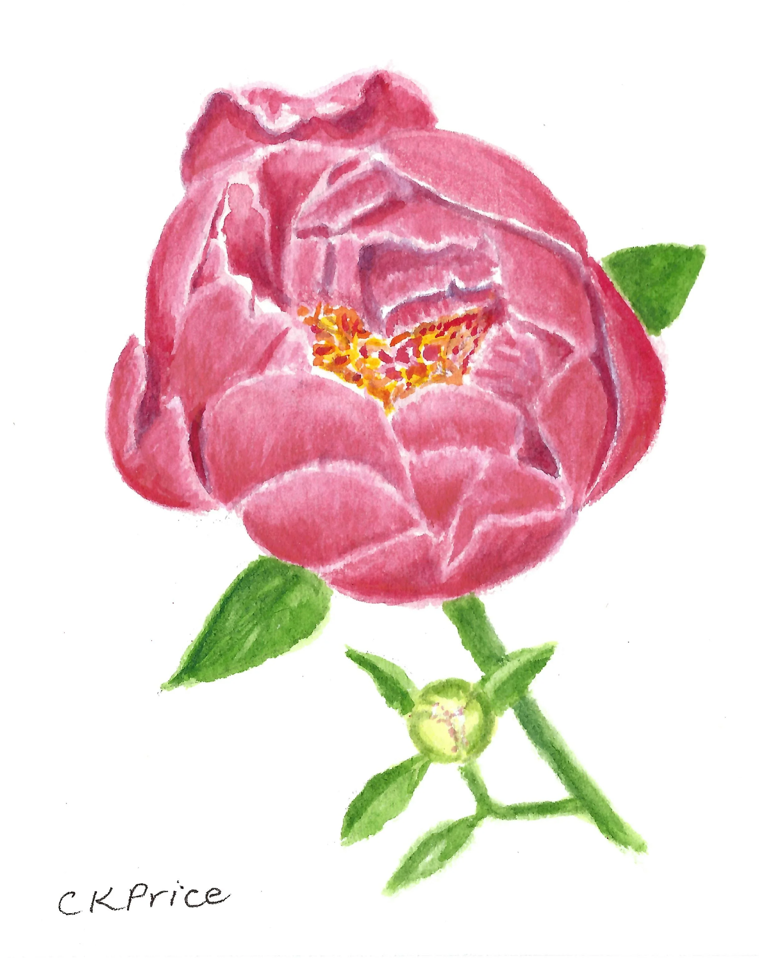 Peony with Bud