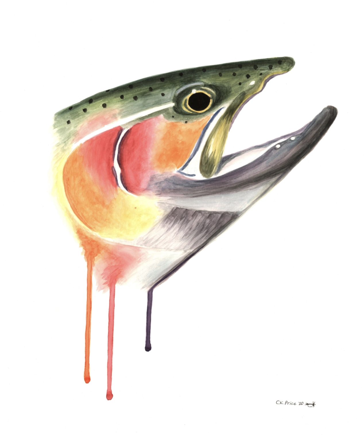 Giant Spawning Rainbow Madison River Trout