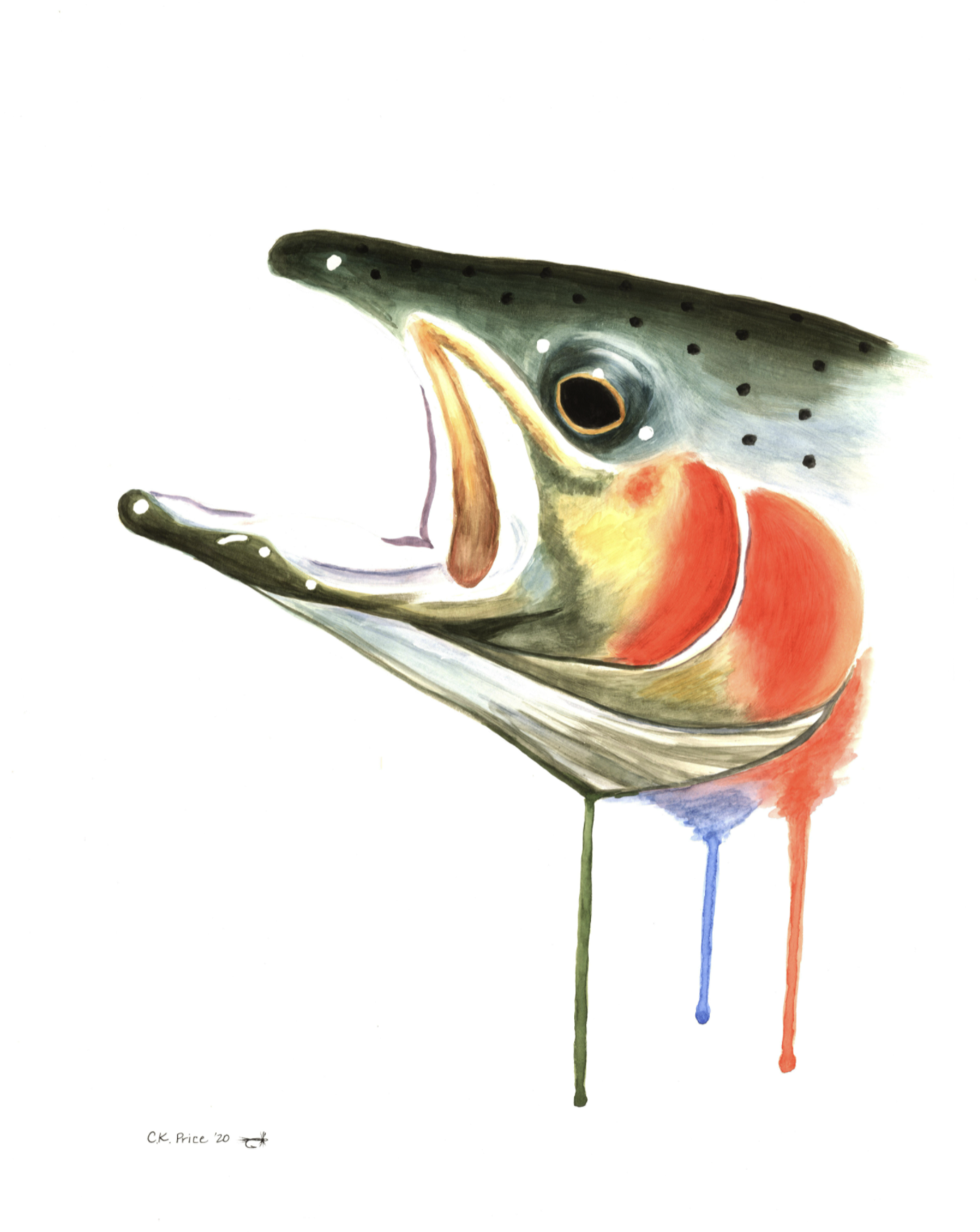 Giant Spawning Rainbow Missouri River Trout