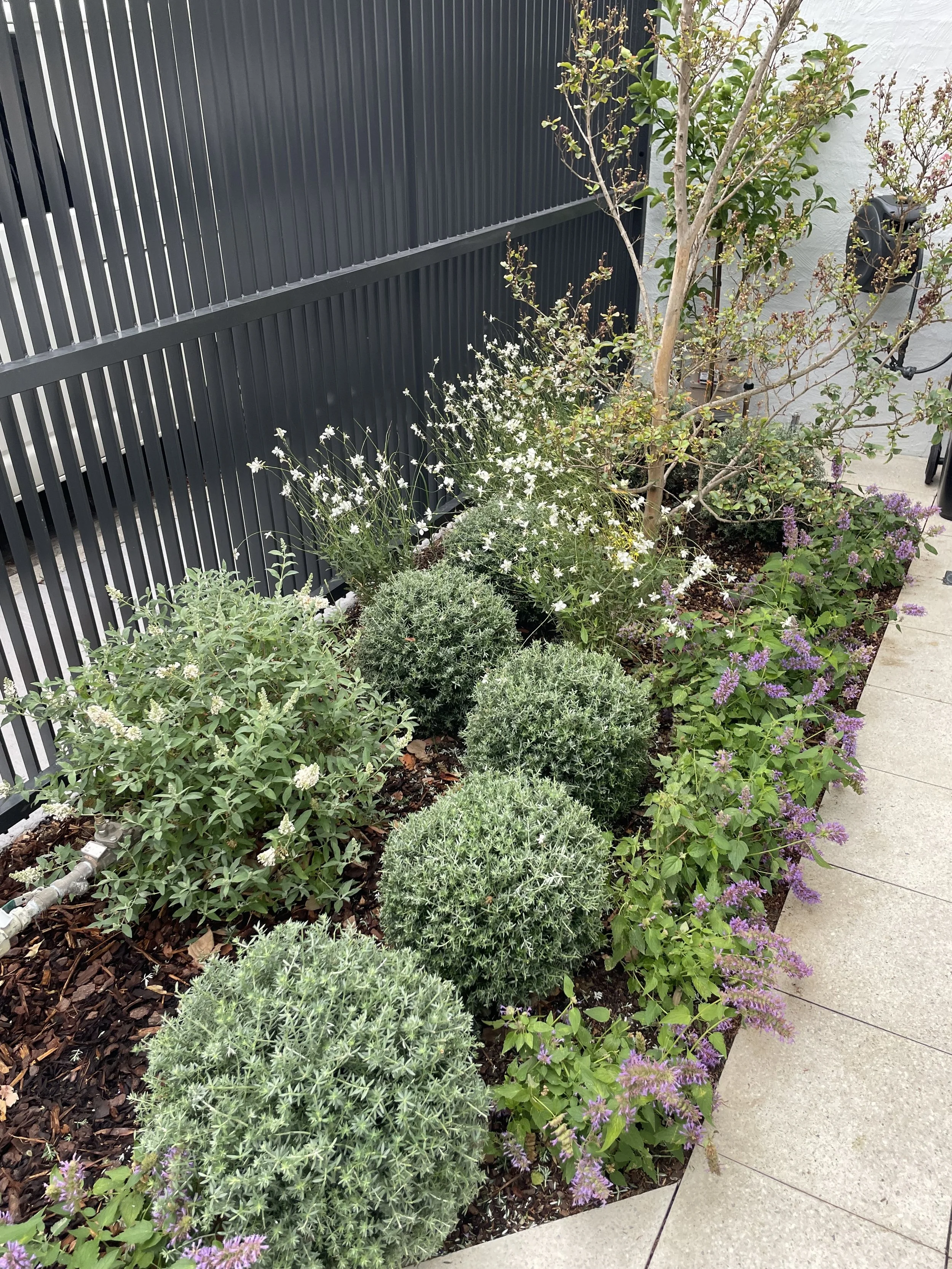 A landscaped garden bed with various green shrubs and flowering plants, next to a black metal fence and a concrete sidewalk.