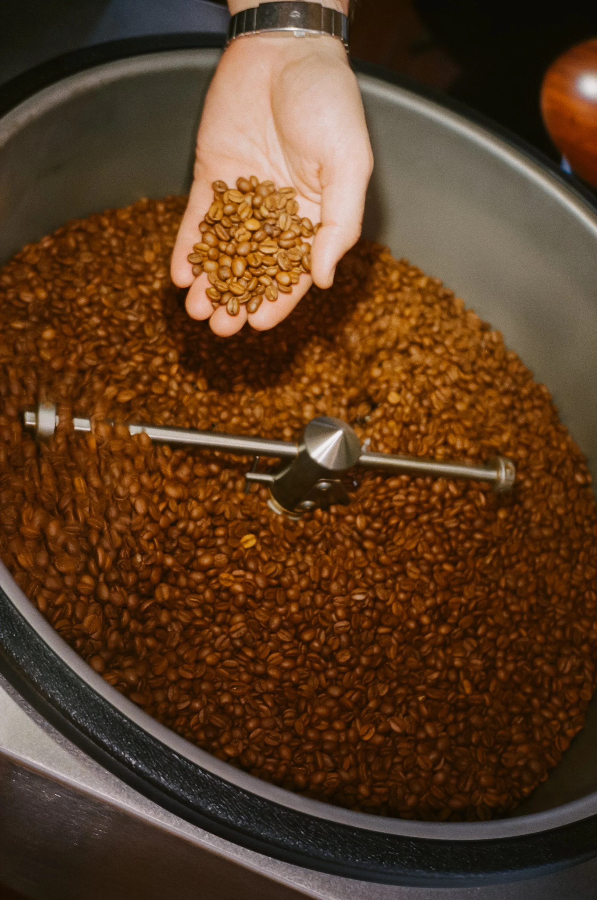 A hand holding coffee beans over a large roasting machine filled with roasted coffee beans.
