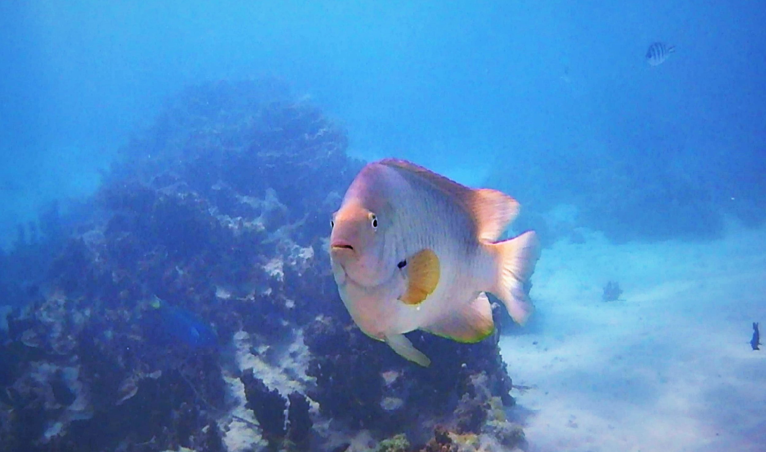 fish2.jpg
