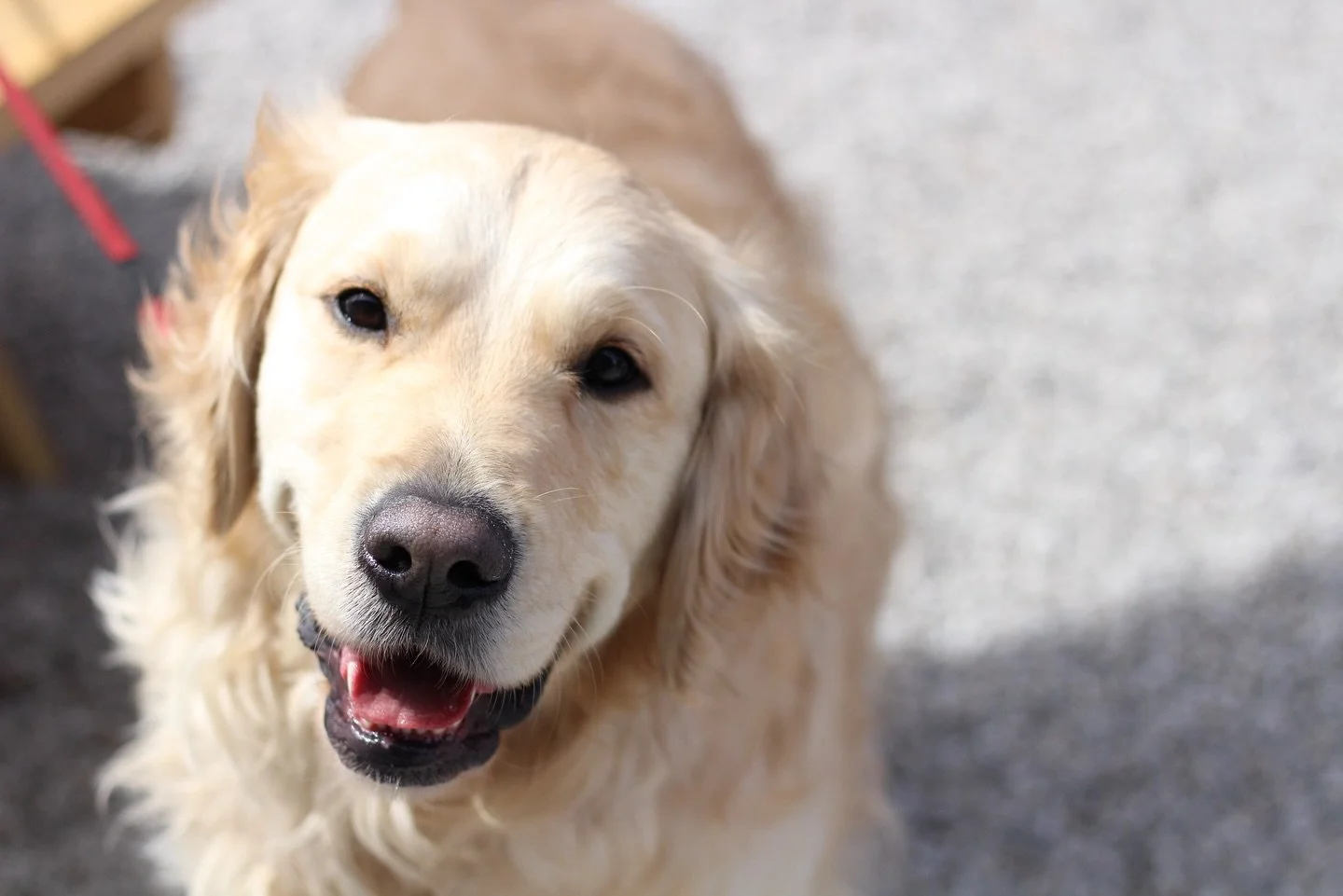 Dear dogs, we love you but ask that you stay on the patio, since dogs are not allowed inside the taproom. It helps us stay code-compliant and keep things safe and sanitary. We&rsquo;ve got water bowls if you need a drink! Just bark and we&rsquo;ll br