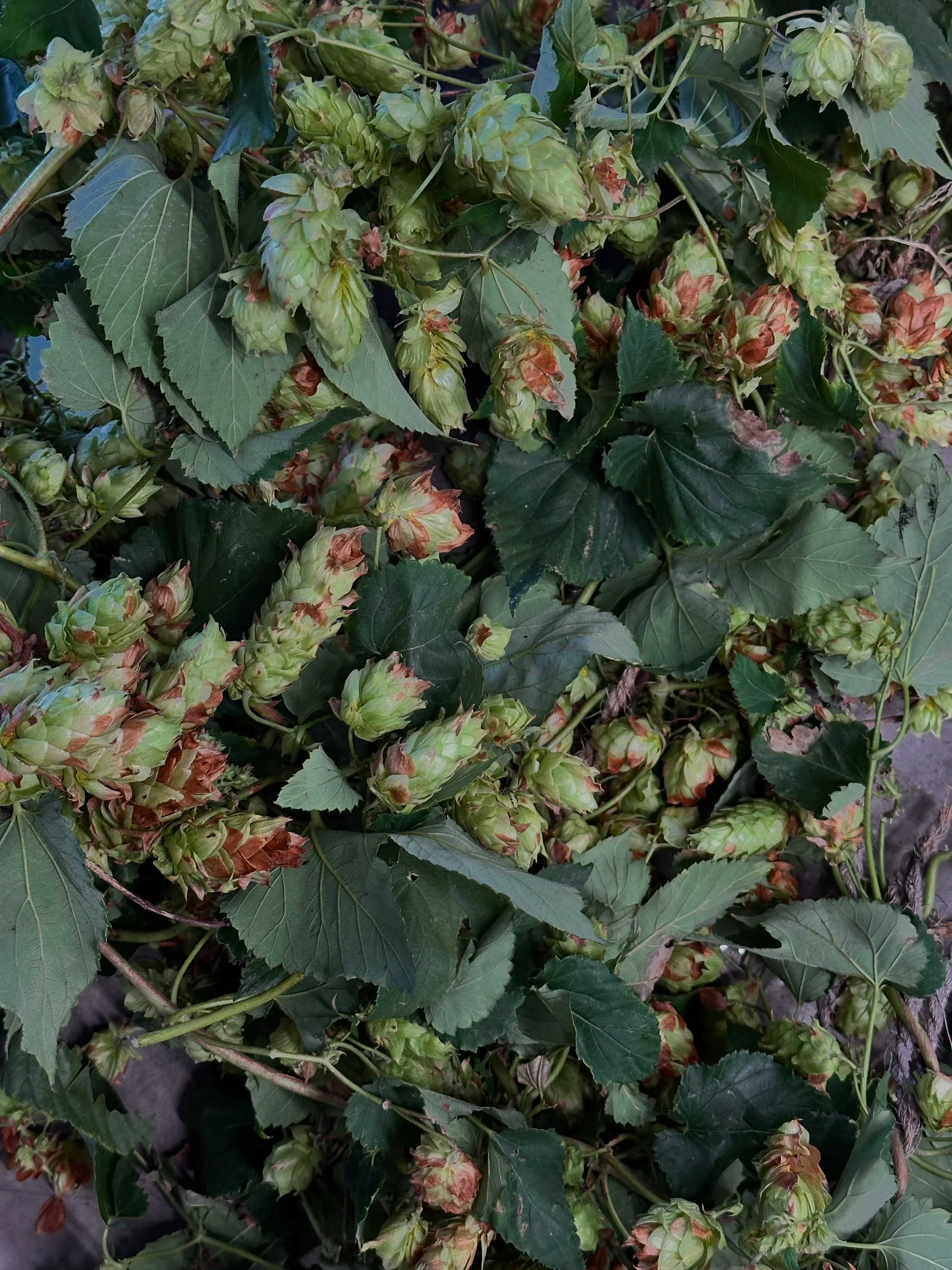 Something new is brewing at Honest Friend! 

We&rsquo;re putting 70 pounds of Ohio-grown Vista hops to work in a special wet hop beer, thanks to our friend Derek at OSHY Hop Farm, just 30 minutes south of the brewery.

Fresh hops, local ingredients, 