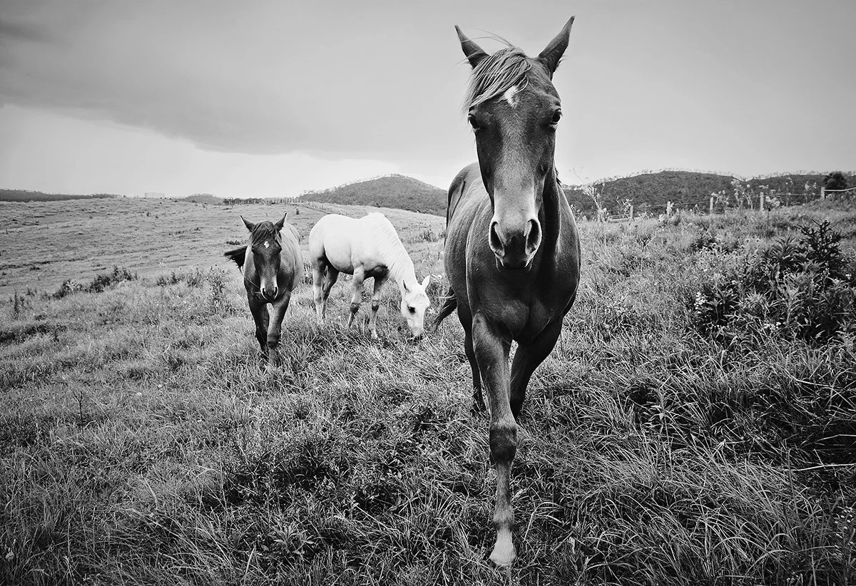 ThreeHorses.jpg