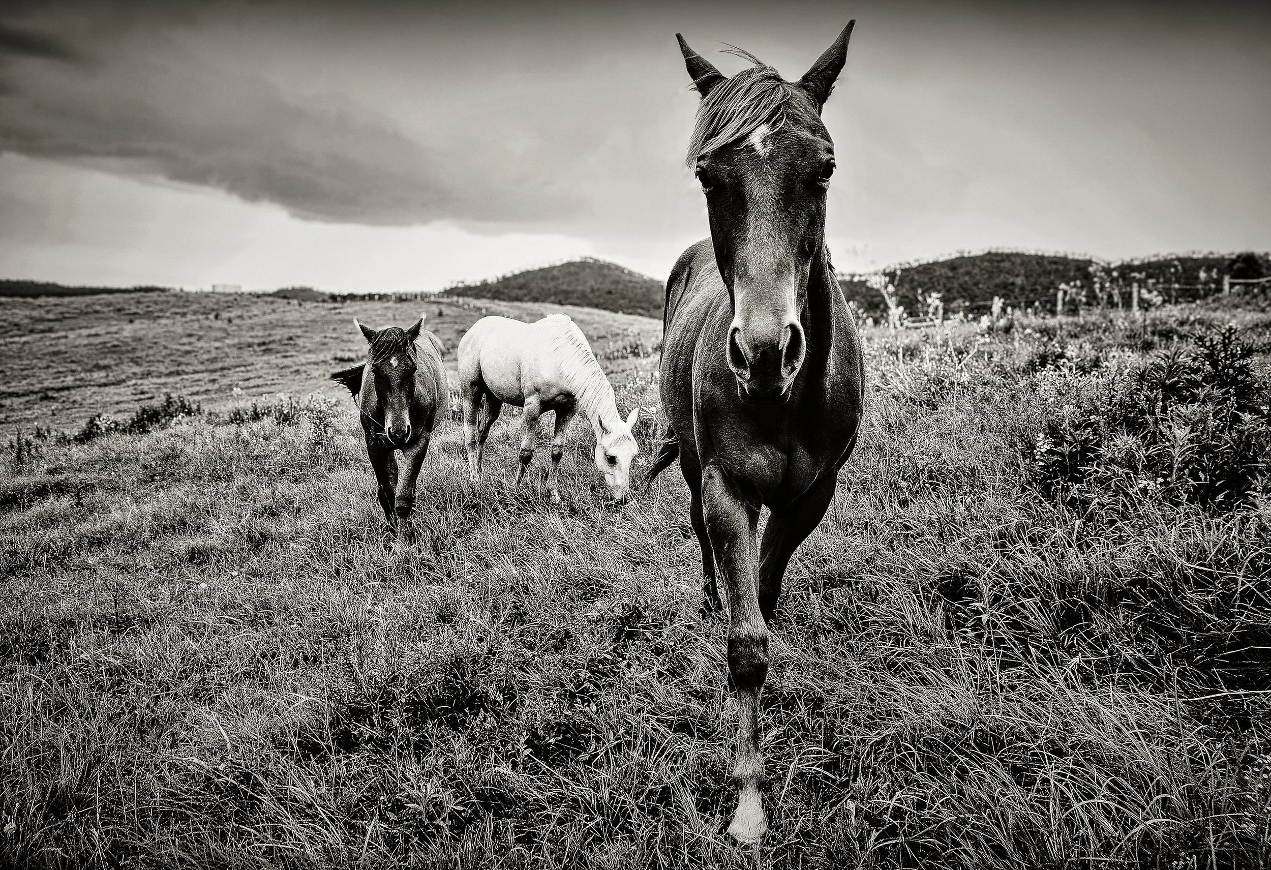 Horses_w.jpg