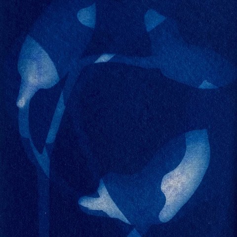 Malini Lewis_Orchidaceae crop square.jpeg