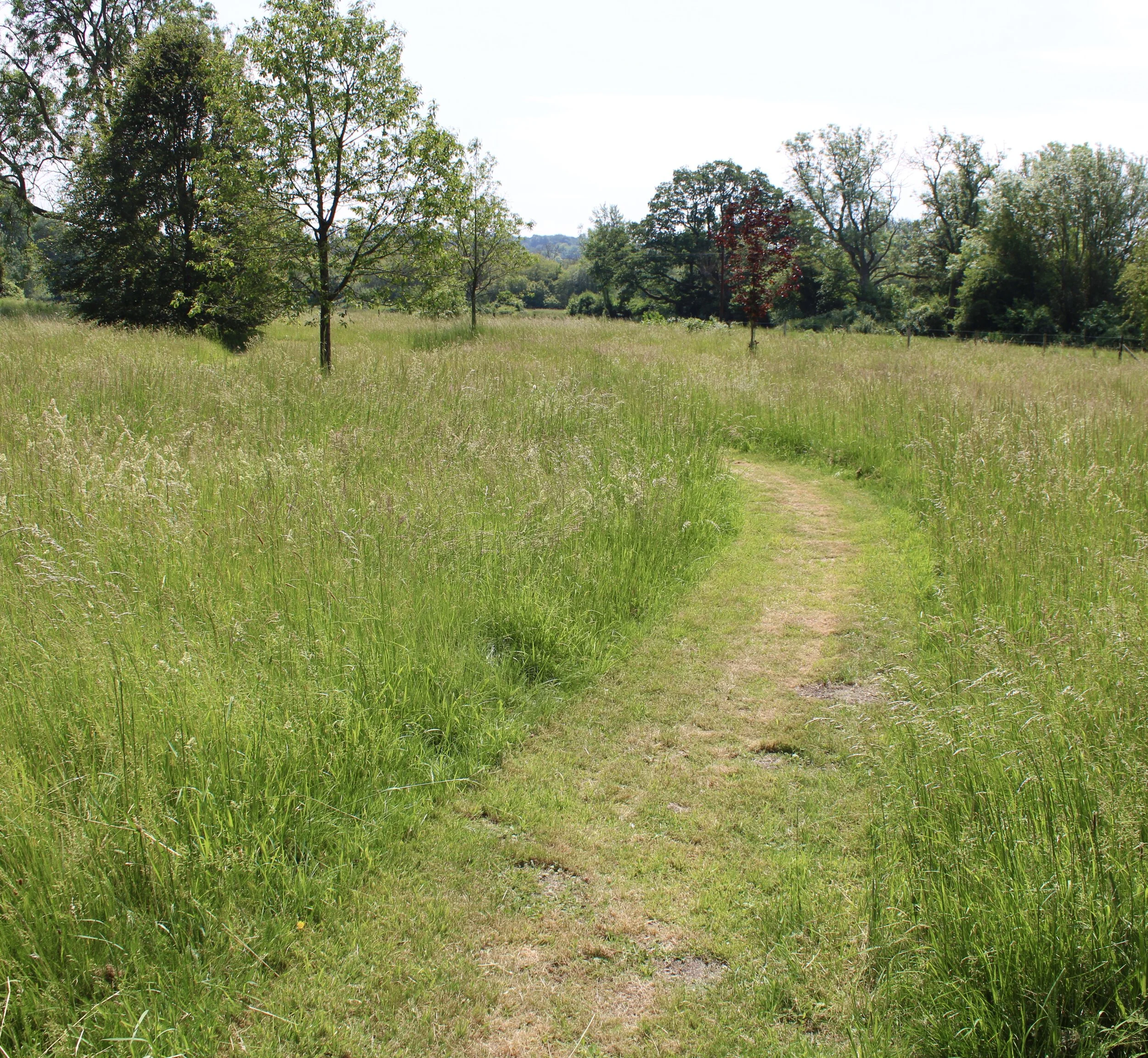 WM Meadow and Fields 3.jpeg