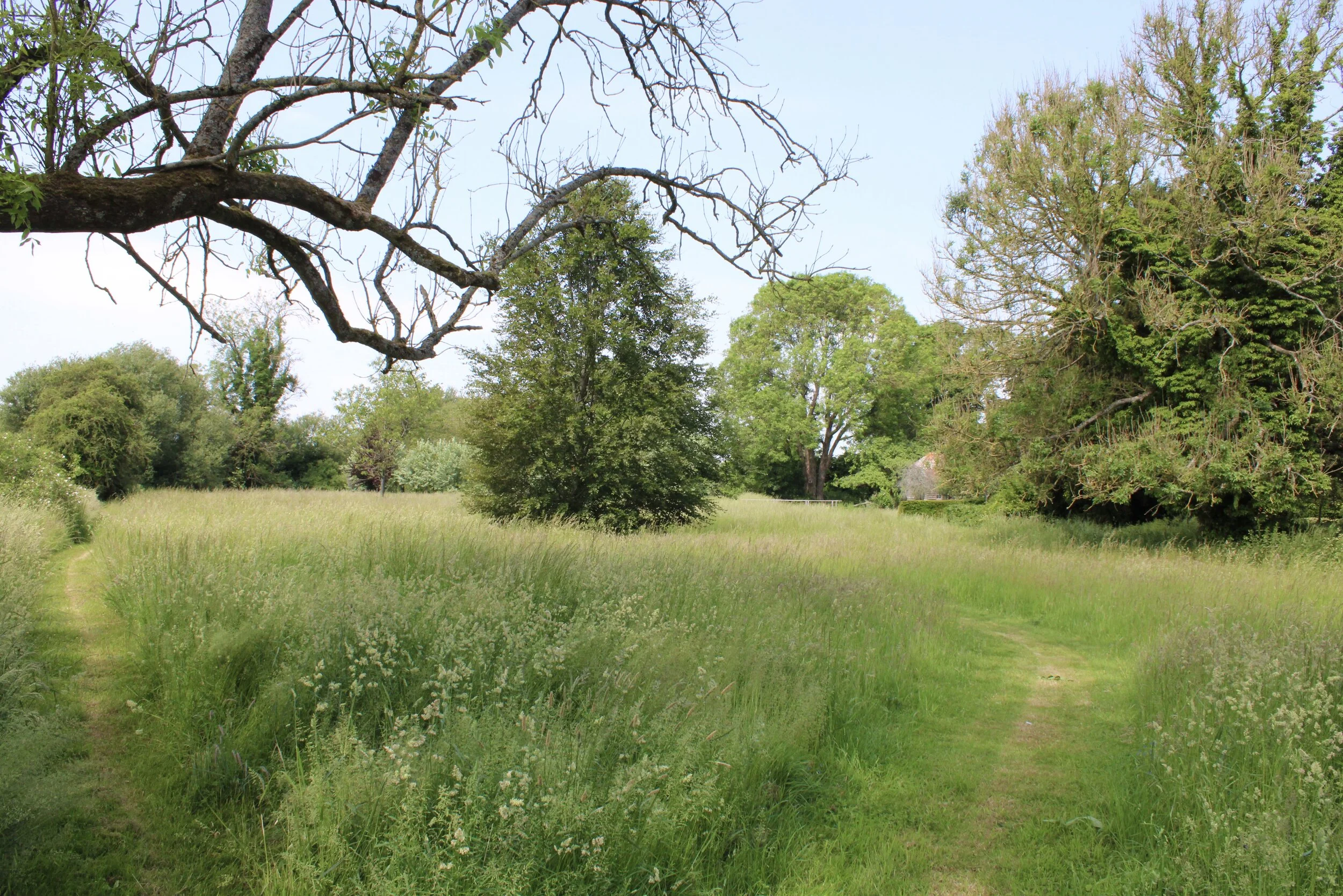 WM Meadow and Fields 6.jpeg