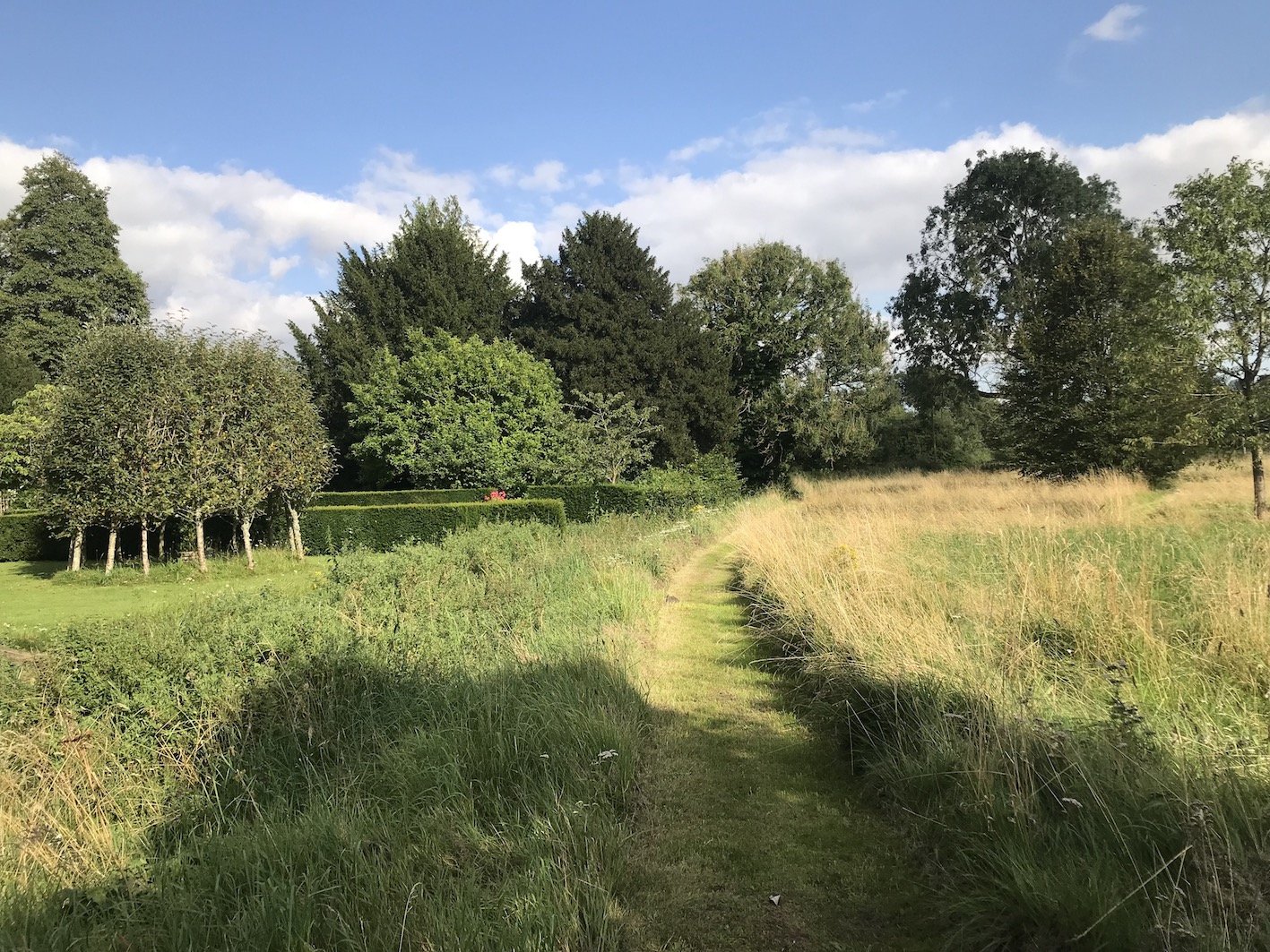 WMH  meadow 1.JPG