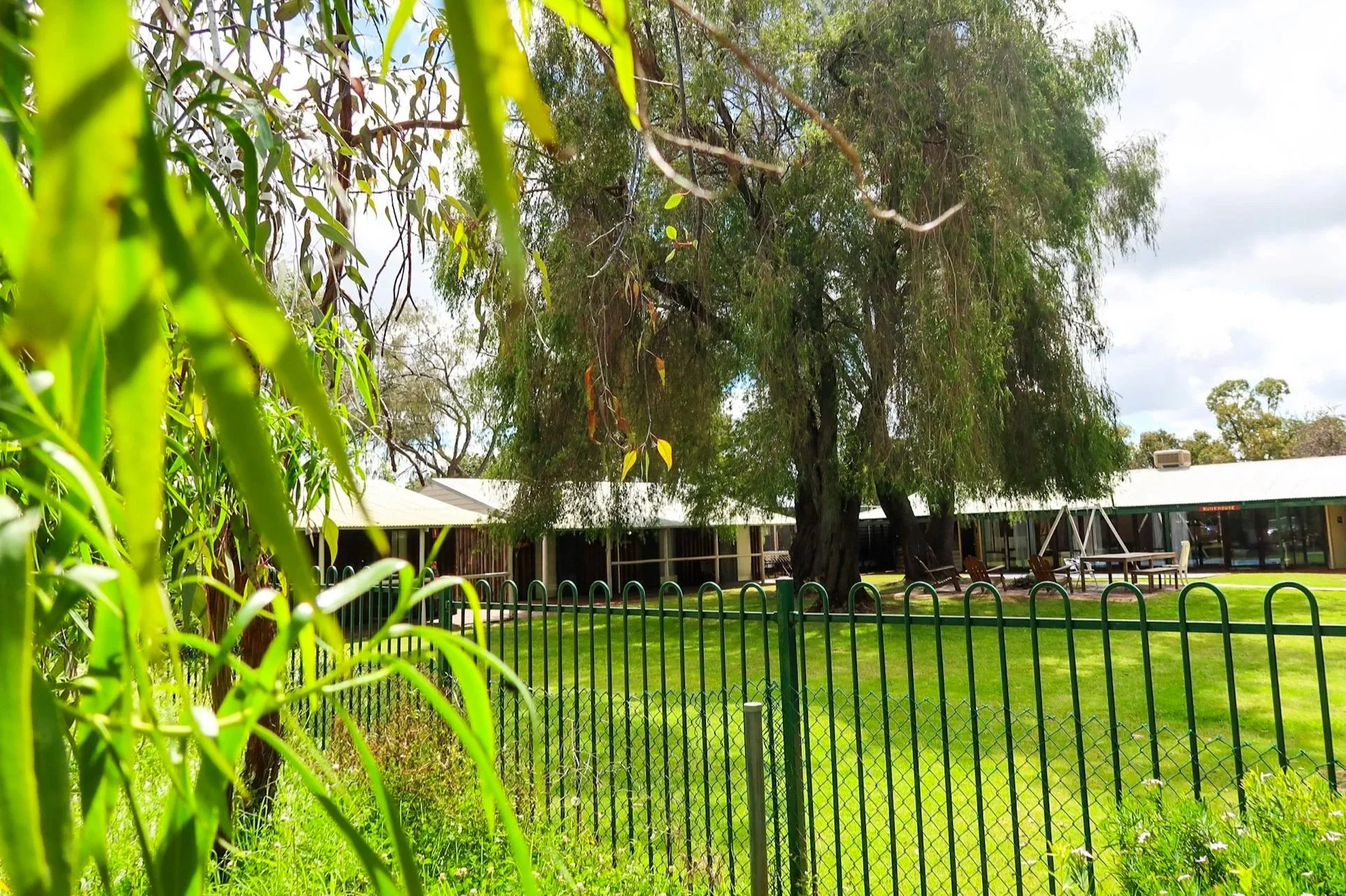 A fenced yard with green grass, large trees, and a building with a metal roof in the background, partially shaded by trees, under a partly cloudy sky.