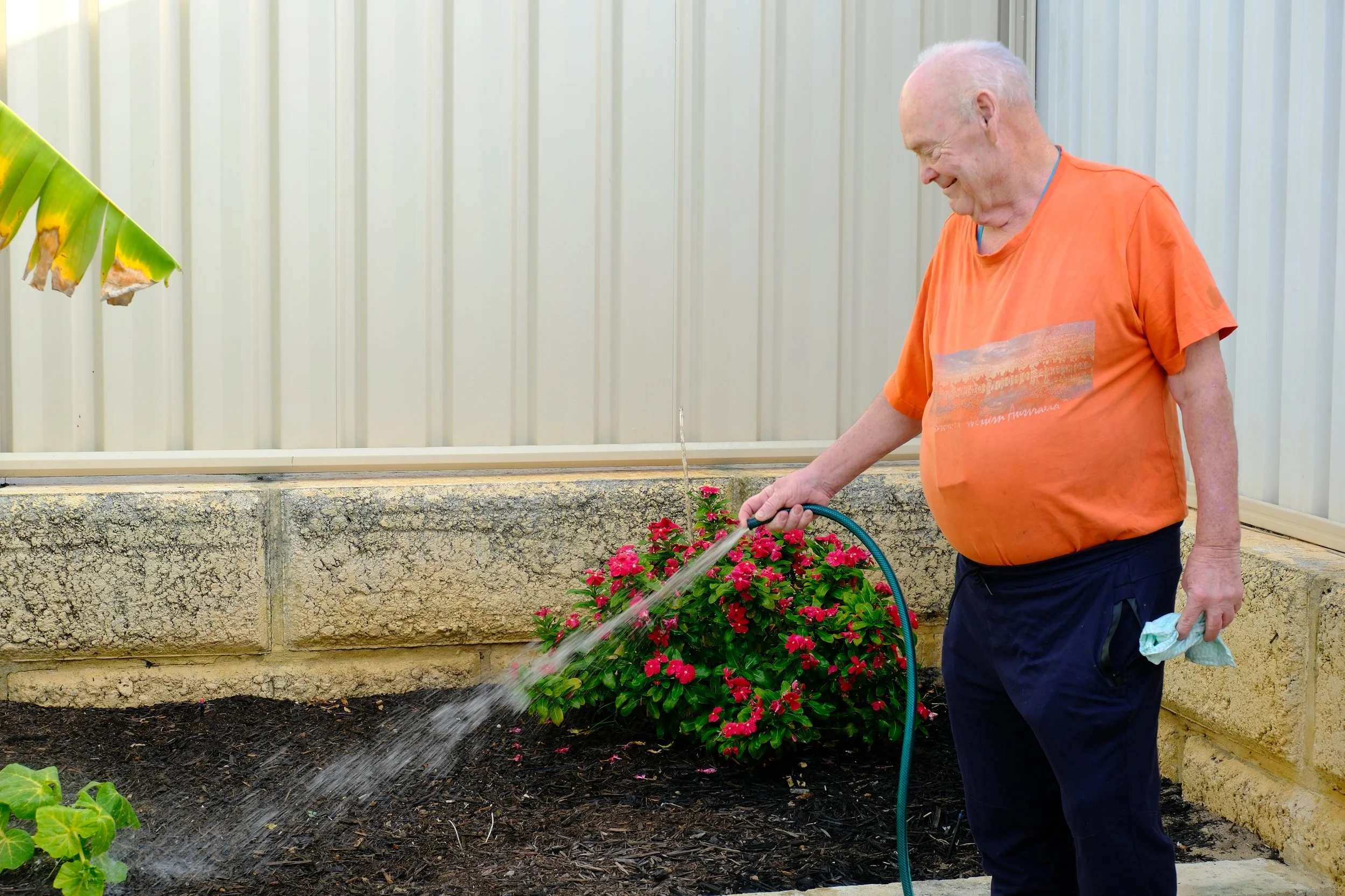 An elderly man watering pink flowers in a garden, with a hose, in front of a beige wall and some banana leaves.