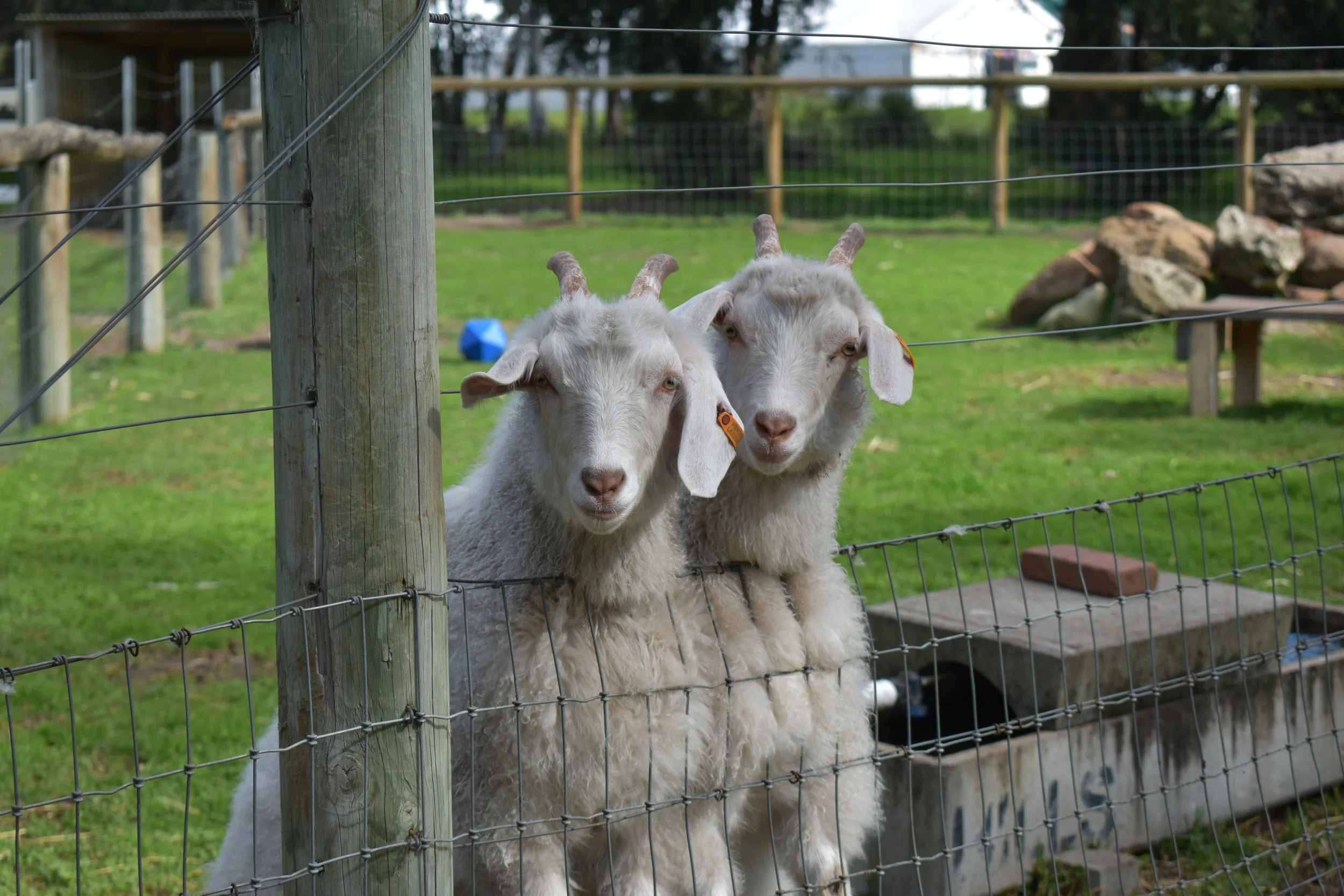Two white goats with curly fur and small horns standing behind a wire fence in a grassy backyard with trees and rocks.