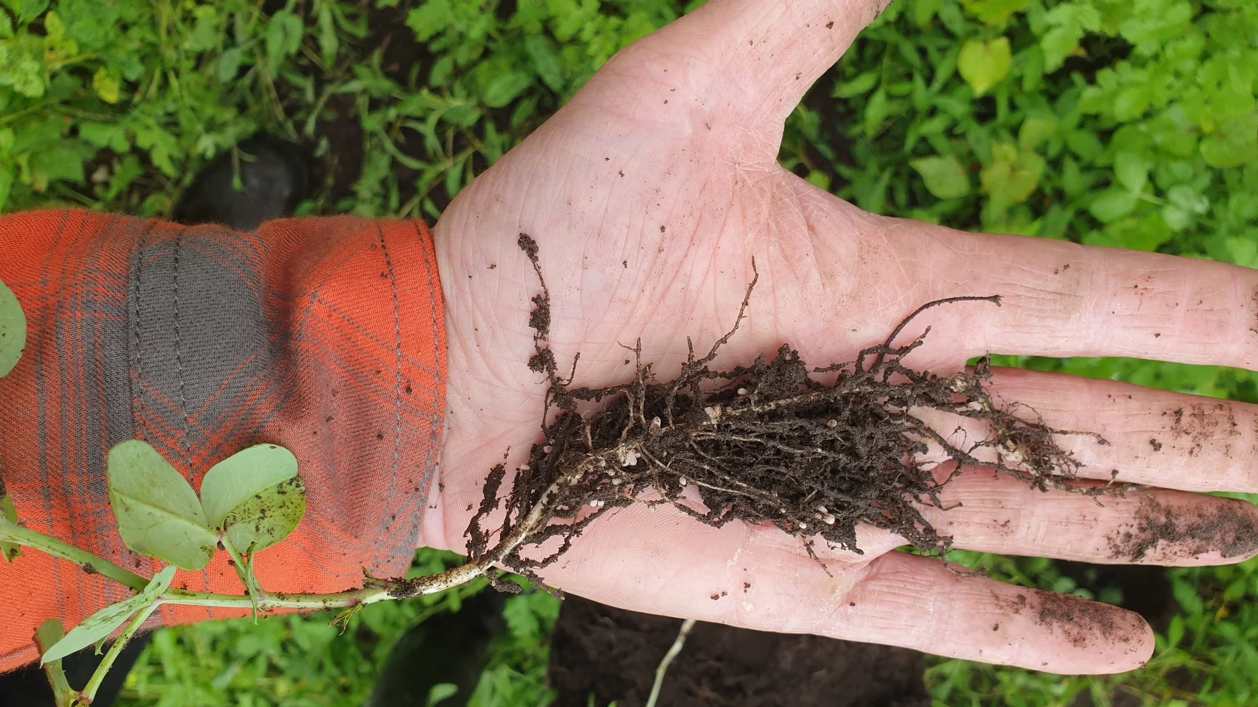 Informasjonsmøte om regenerativ dyrking