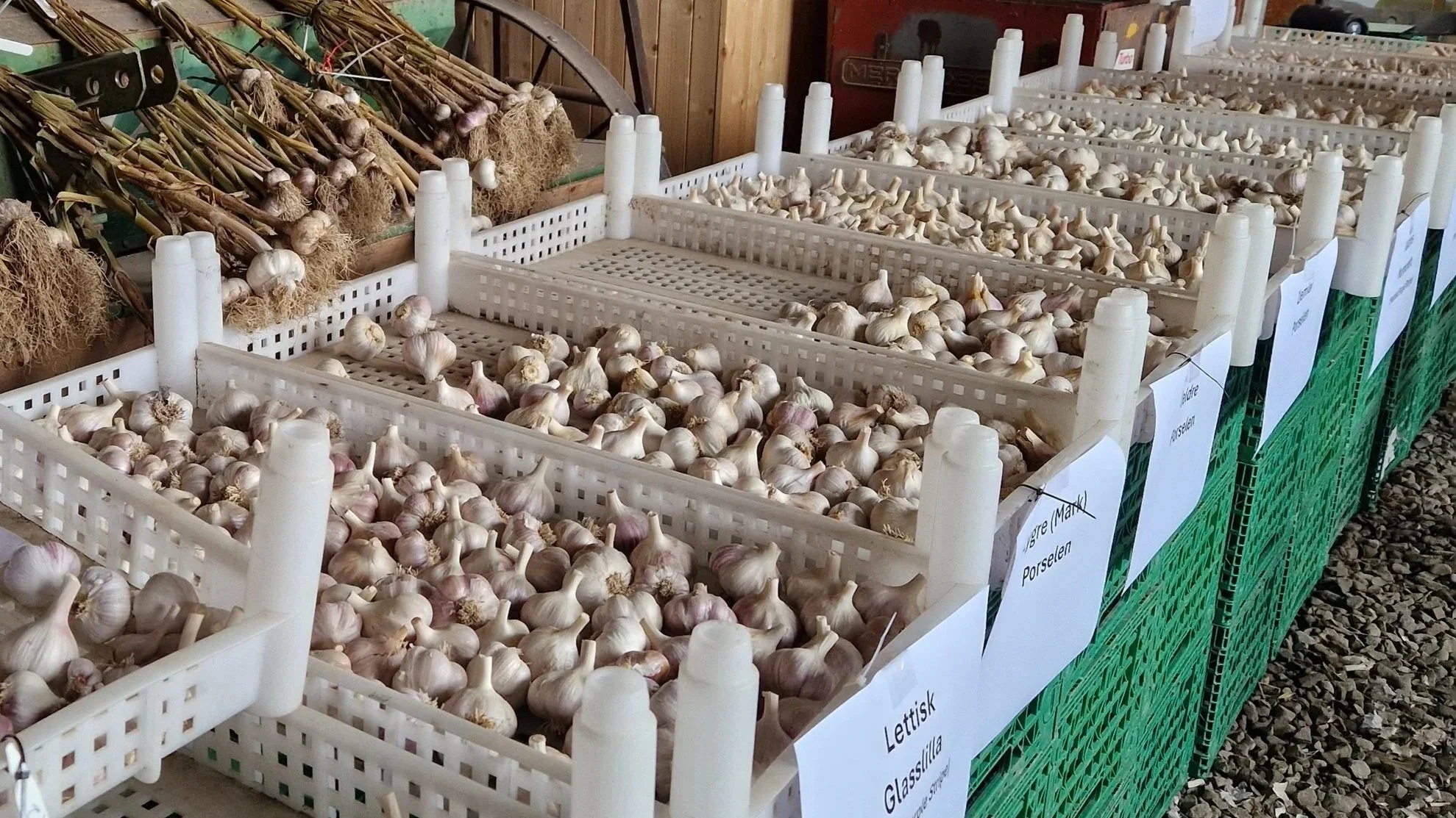 Norsk settehvitløk - et løft for norsk hvitløksproduksjon