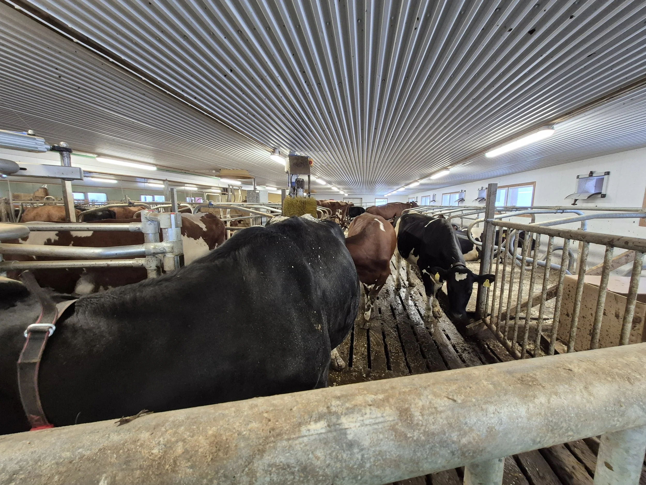  &nbsp;Line Mjøen og Rune Snøve &nbsp;har bygd på løsdriftsavdeling på eksisterende fjøs. De fordelte kostnadene i utbyginga ved å først sette inn en brukt melkestall. I høst ble roboten installert på samme sted i fjøset.  Foto: Ceilie Løkken 