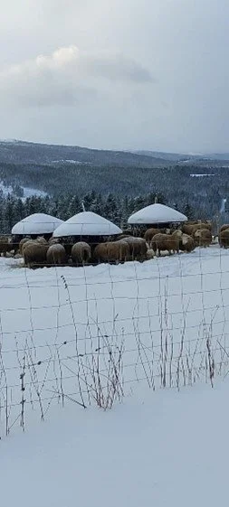  Utefôring i fôrhekk hjå Marit og Kim. 