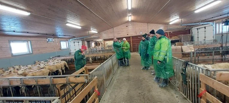  Hjå Reidun og Asbjørn Stølen er det ombygd kufjøs og eit tilbygg, med stikkforbrett. Her er det mange gode løsninger i fjøset, med stengsler i forbrettet og lammingsbinger. 