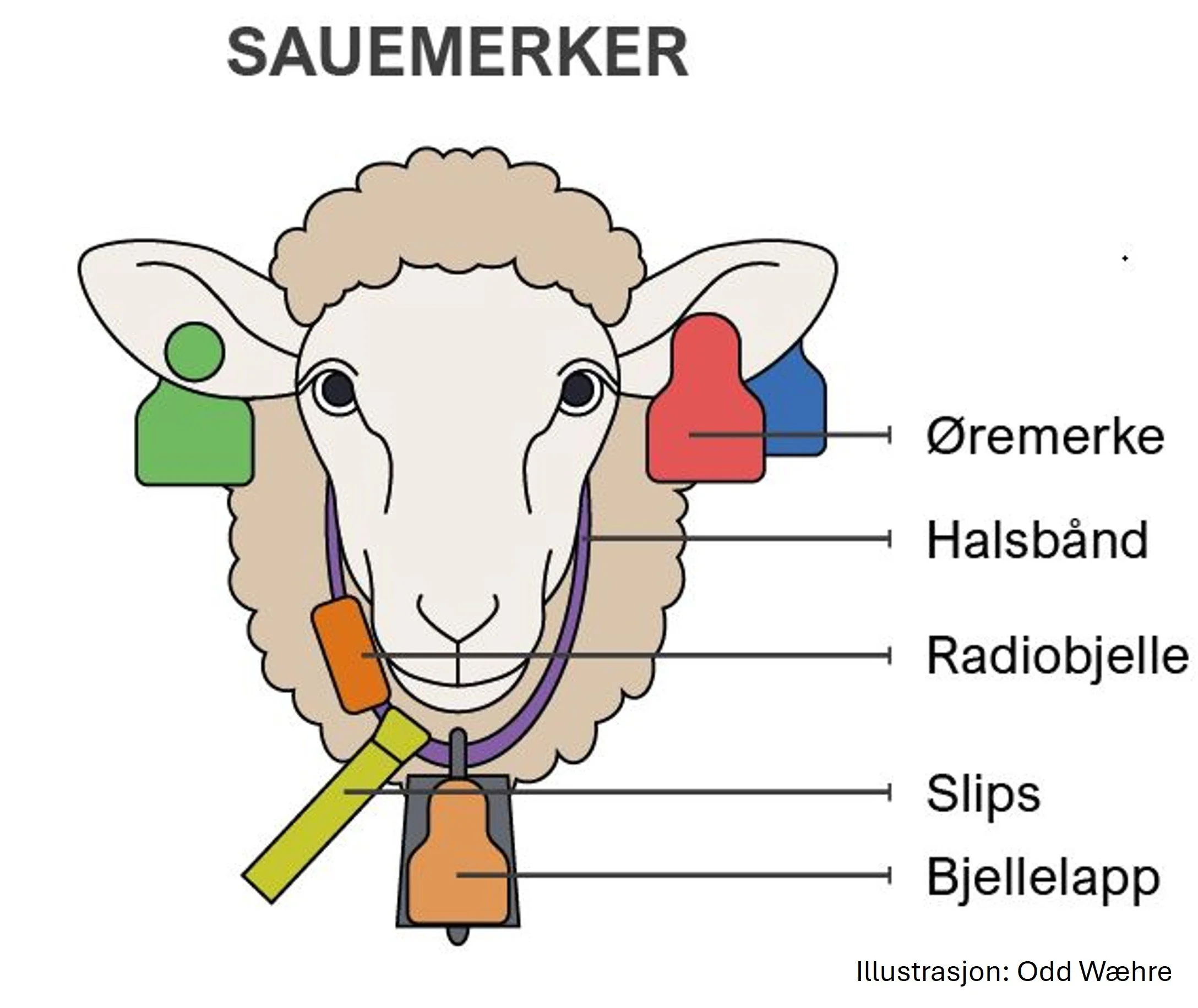 Bilde sau hode - fjellandbruksprosjekt Meråker.jpg