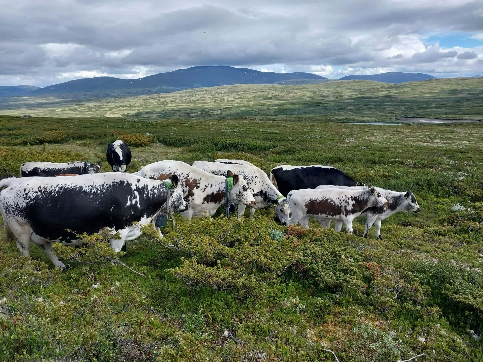 Fjellandbrukskonferansen 2026