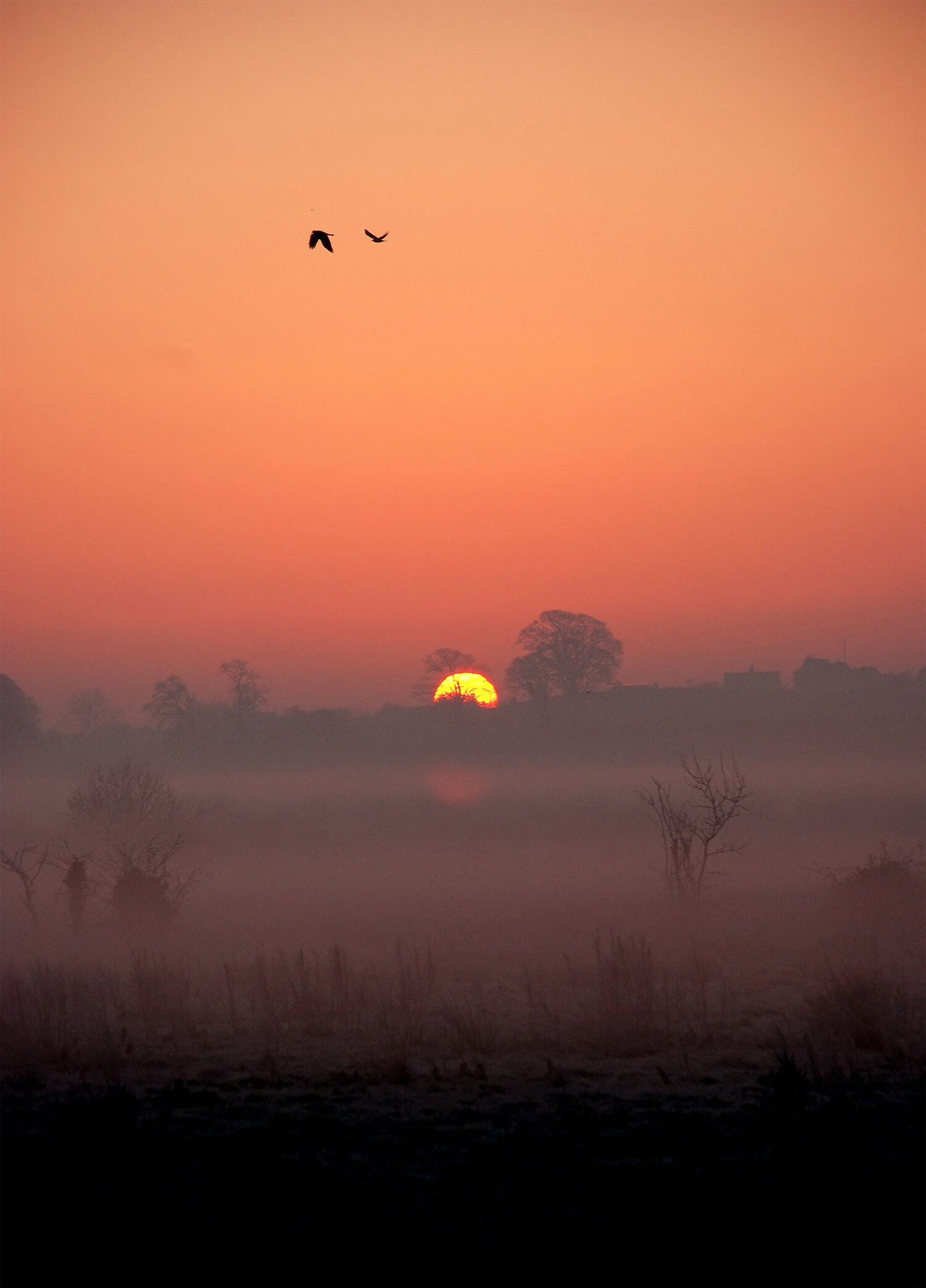 DSC_0020 Flying Home Warm R.jpg
