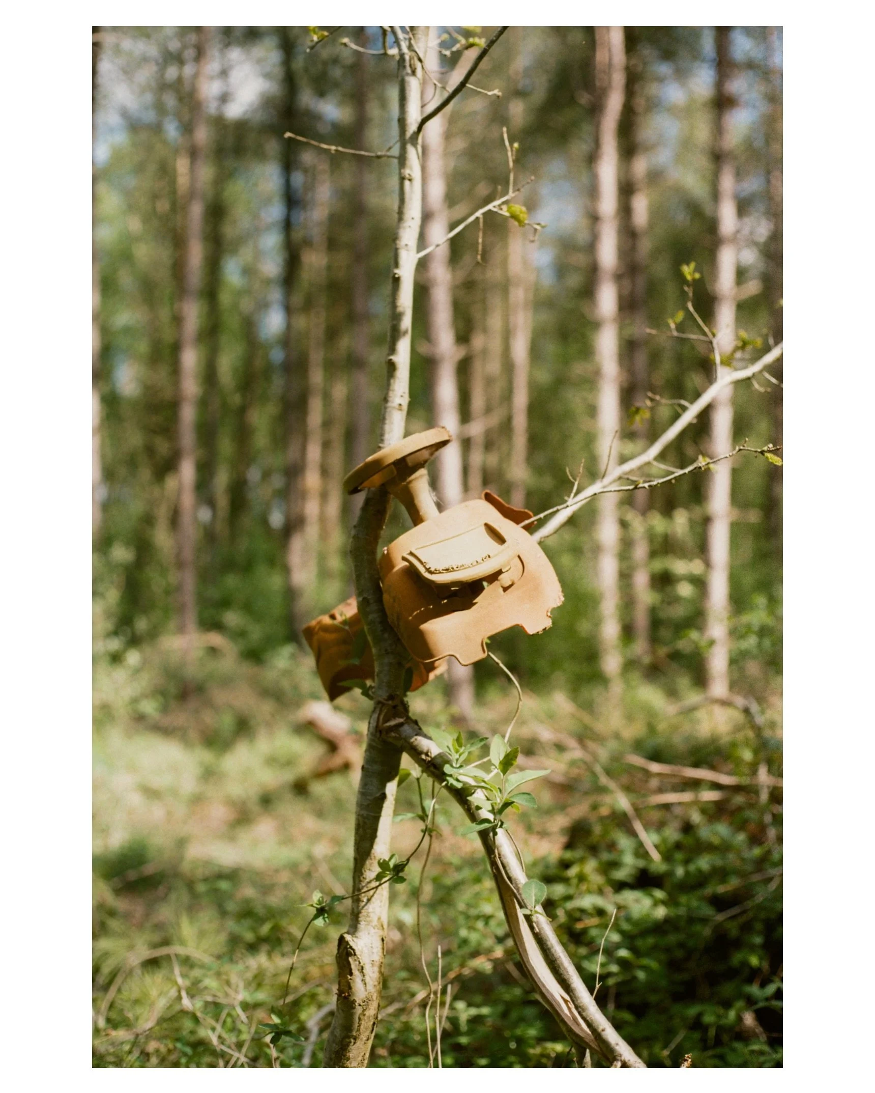 Little finds whilst on my walks in the local woods 🌳 

Shot on Kodak Gold 200 🎞️
Dev and scanned by @notquitenorth_ 🧪
Camera the Canon AE-1 📸

#filmphotographic #lincolnshirewolds