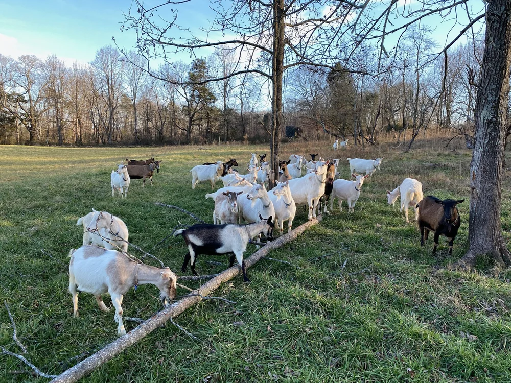 A pair of goats standing in the sun outside the milking barn
