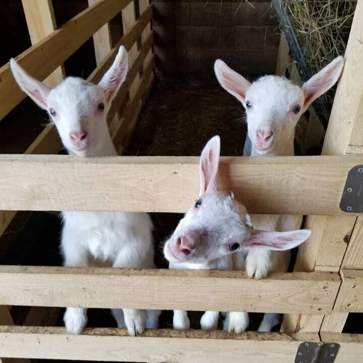 Three white baby goats looking over a wooden stall gate