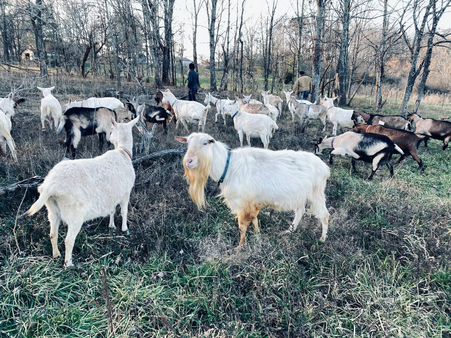 Saanen and Alpine goats grazing