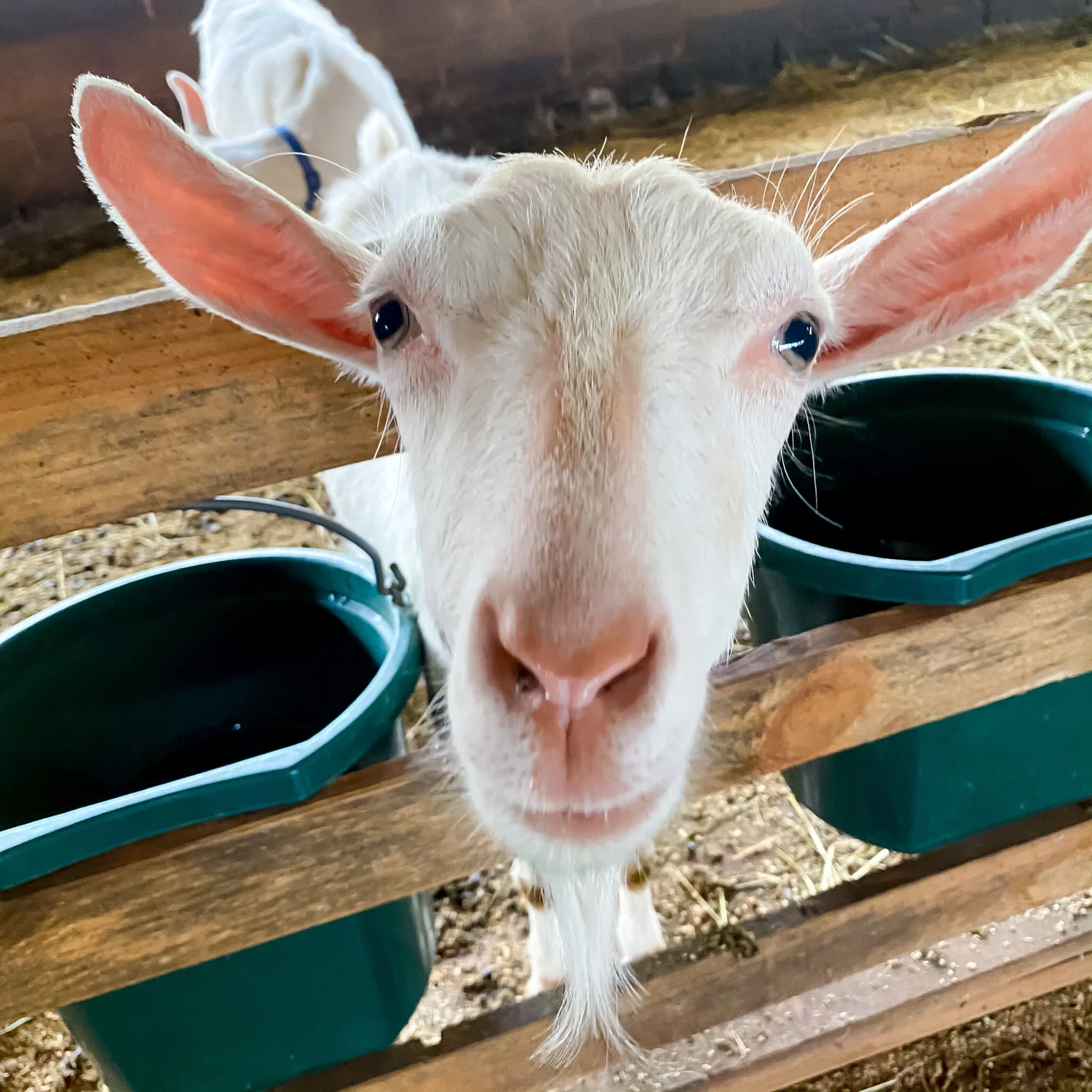 Goat at Blue Goat Dairy