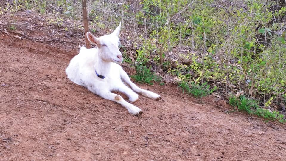 Goats 12.jpeg