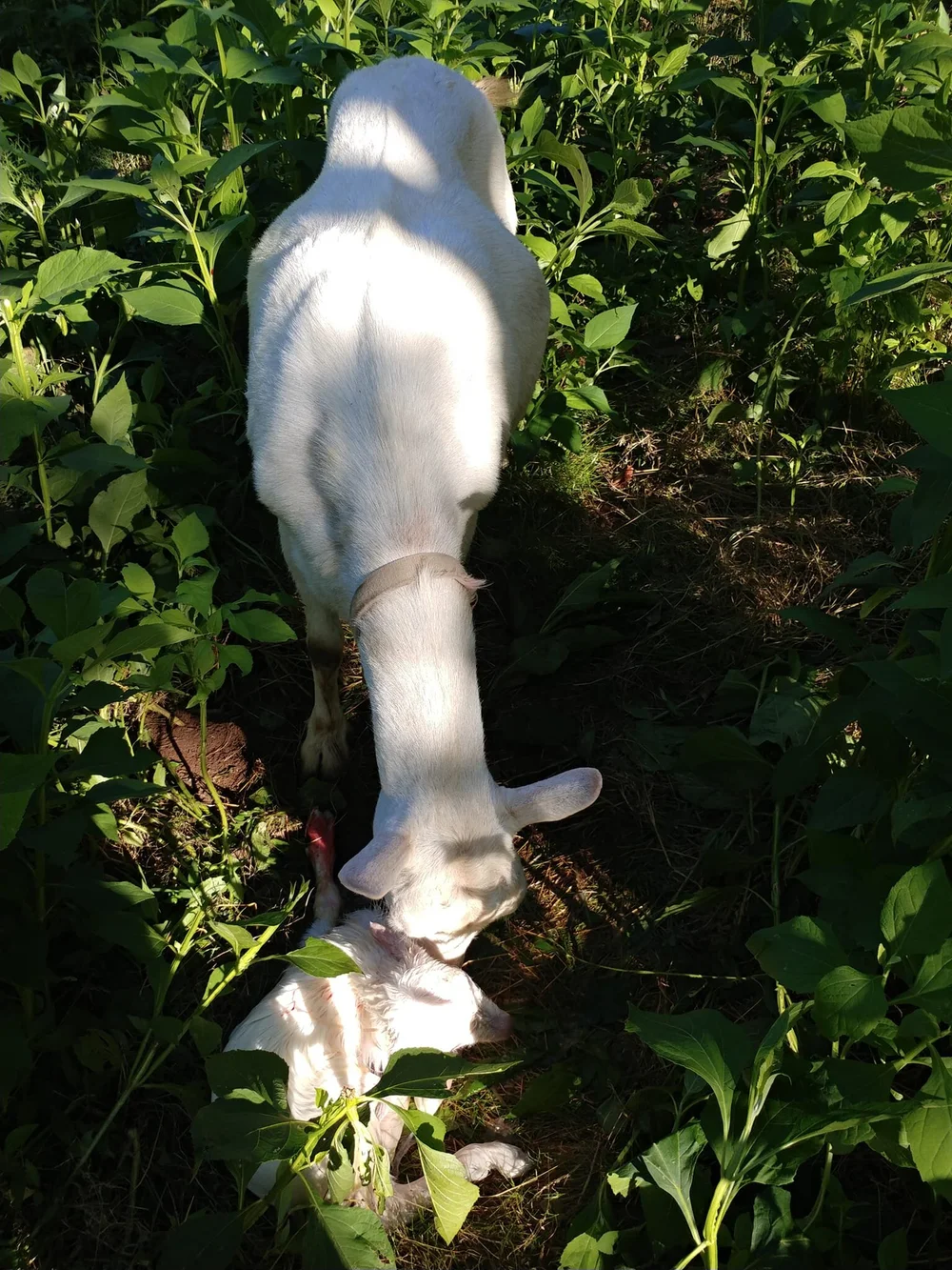 A white Saanen doe looking straight at the camera